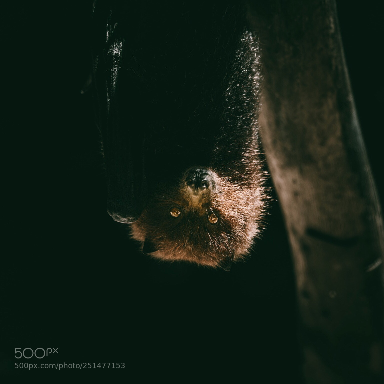 Sony a6300 sample photo. Flying fox photography