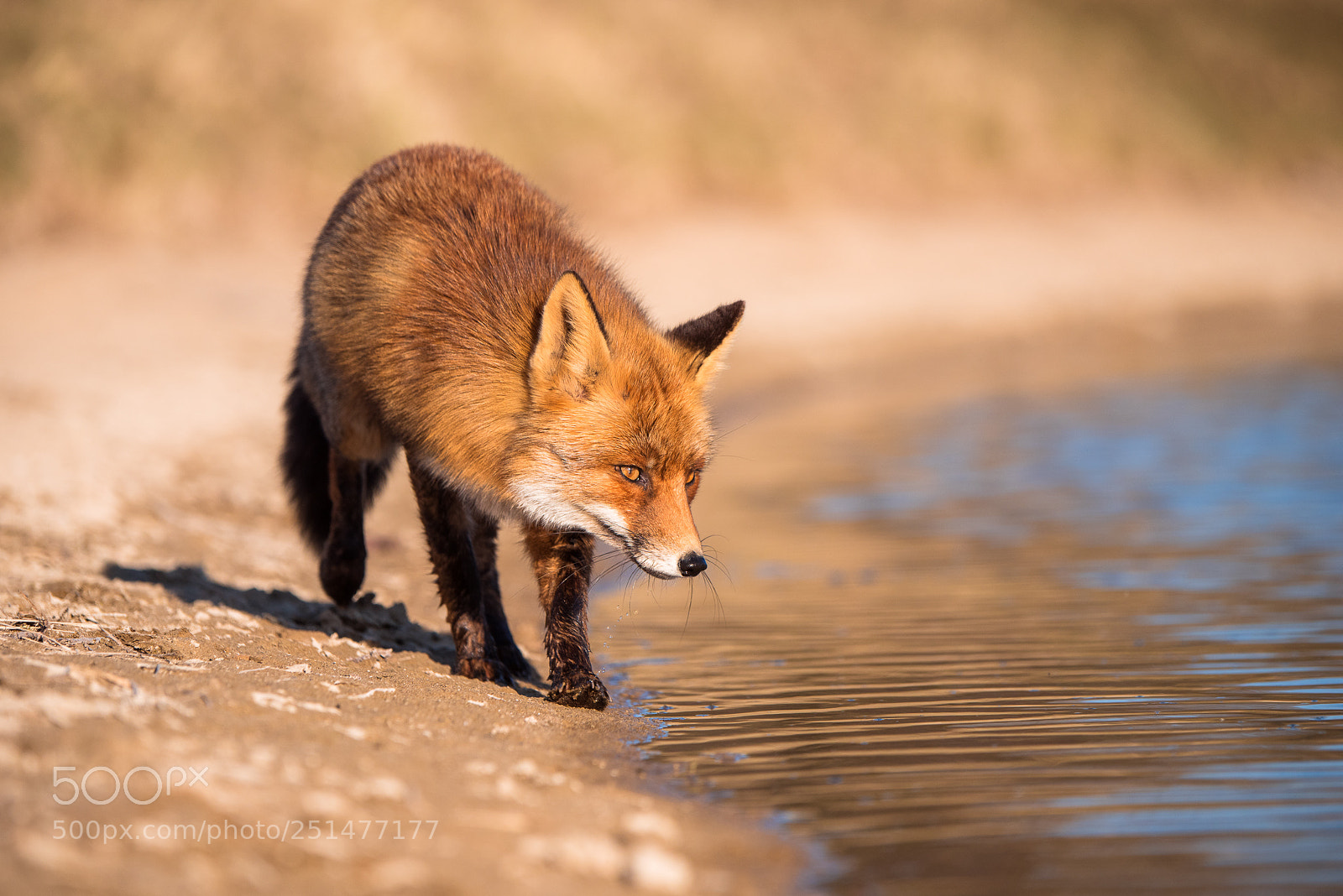 Nikon D810 sample photo. "something in the water" photography