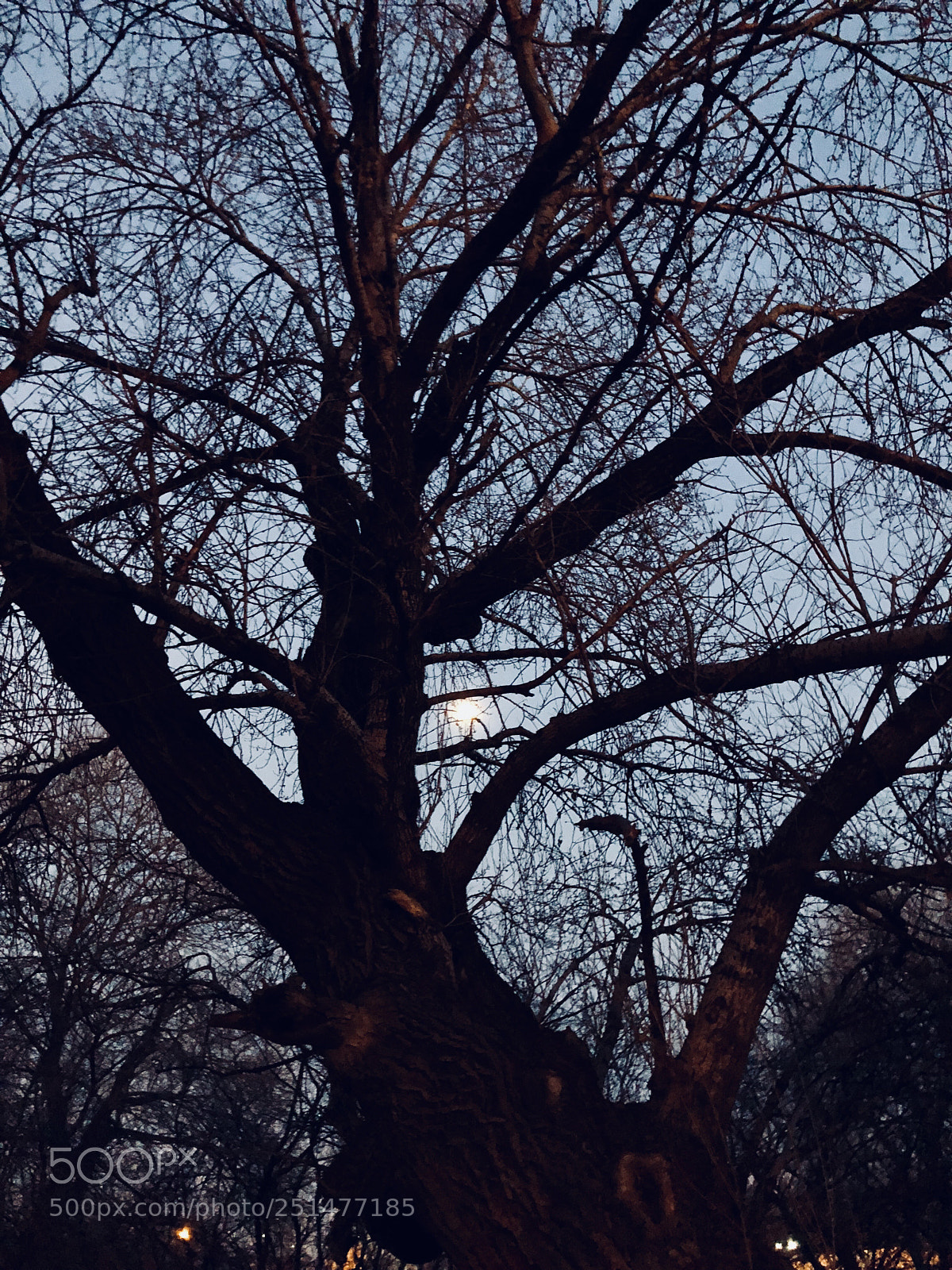 Apple iPhone X sample photo. Half the moon crawled photography