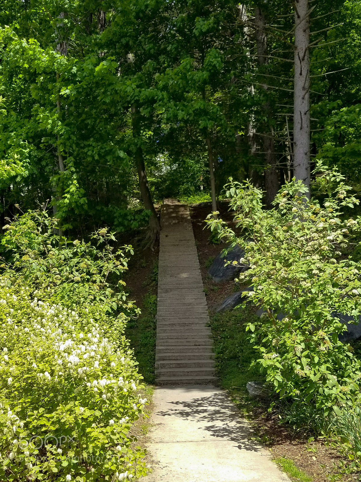 Samsung Galaxy S8+ sample photo. Stairs of nature photography