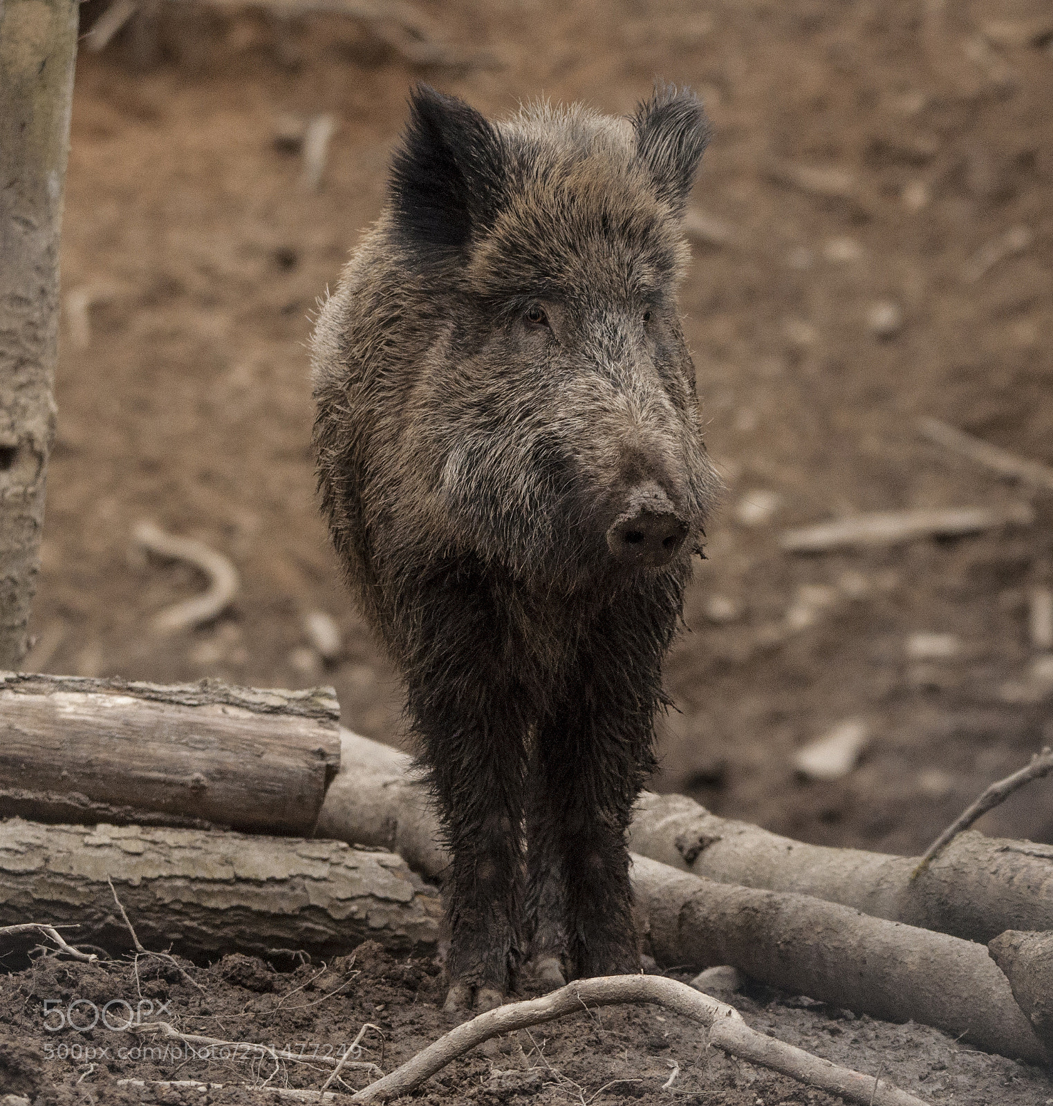 Nikon D90 sample photo. Wild boar (sus scrofa) photography