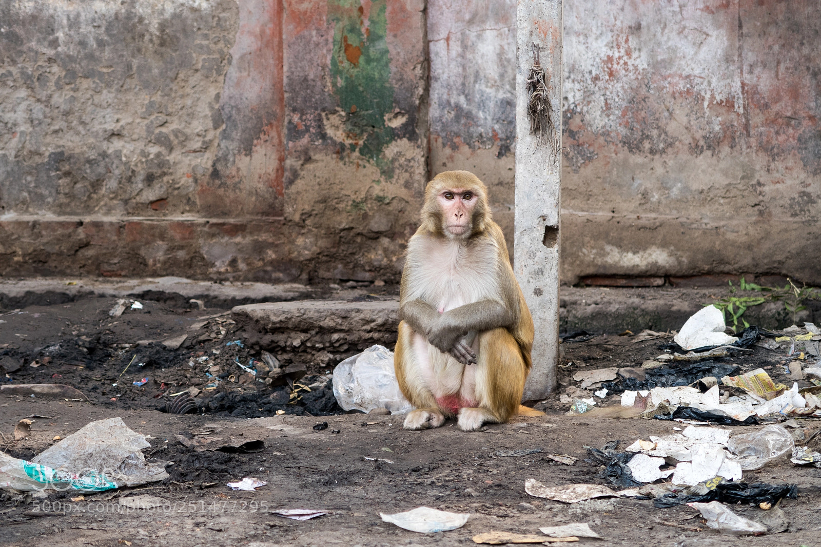 Canon PowerShot G7 X Mark II sample photo. Monkey on streets in photography