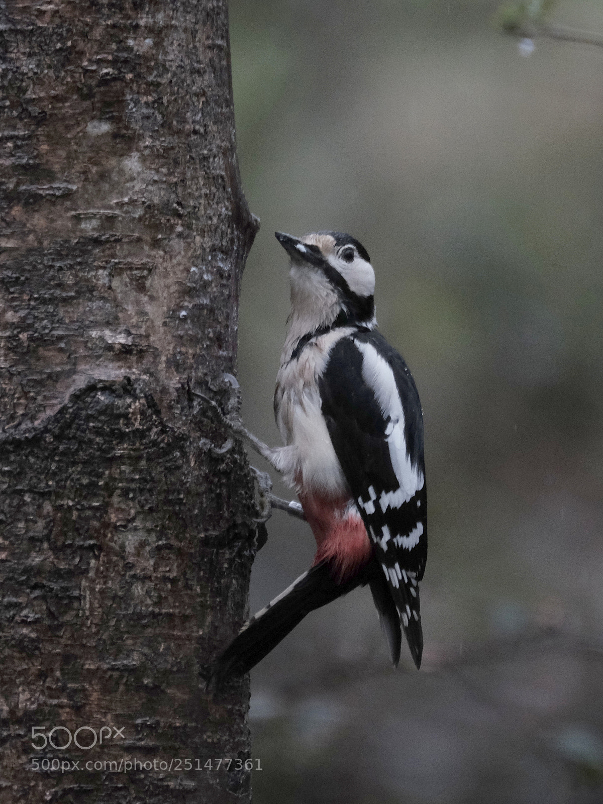Fujifilm X-T1 sample photo. Greater spotted woodpecker dendrocopus photography