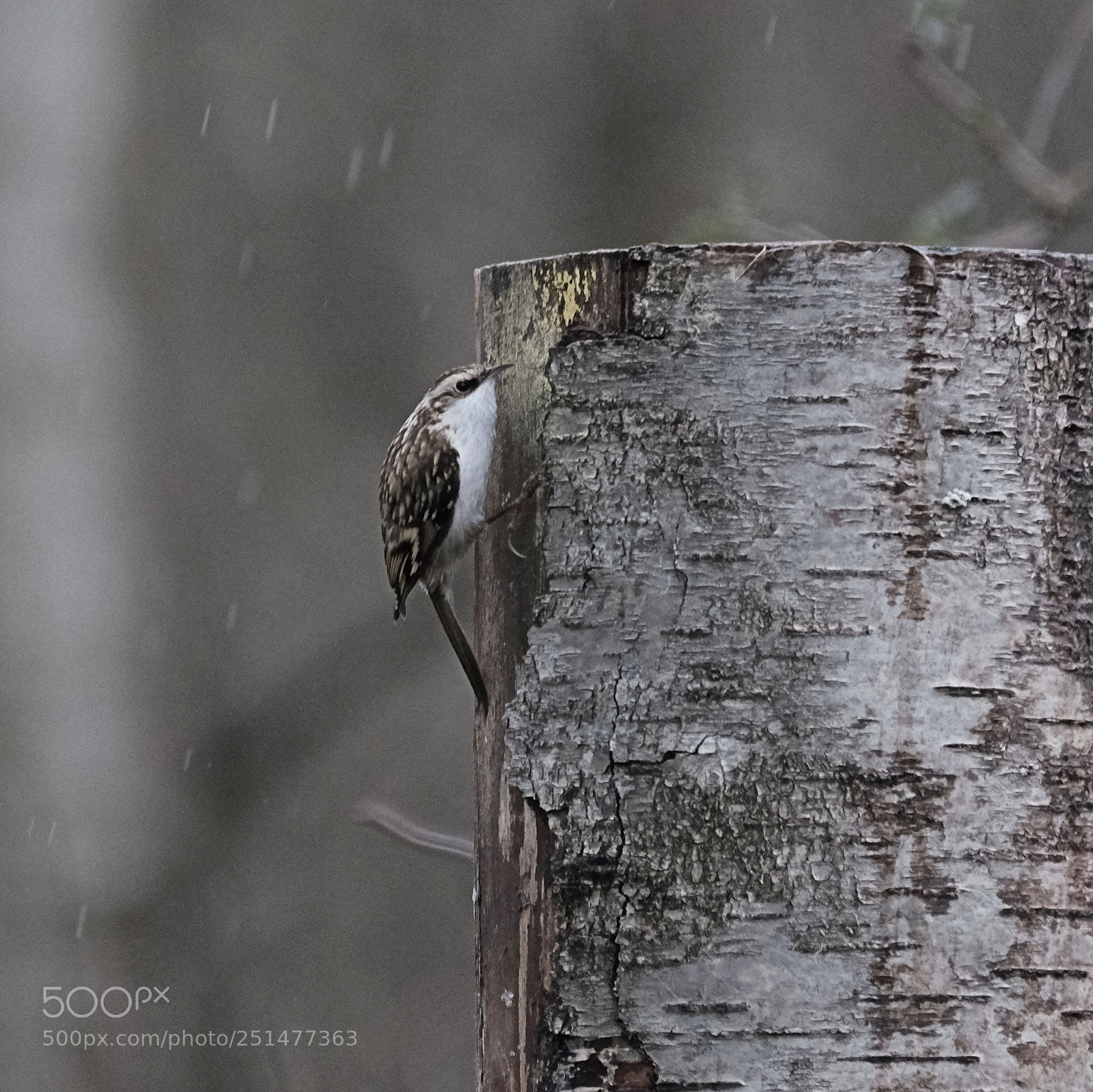 Fujifilm X-T1 sample photo. Tree creeper certhia familiaris photography