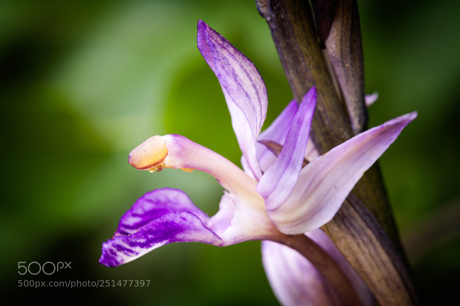 Canon EOS 5D Mark II sample photo. Limodorum abortivum photography
