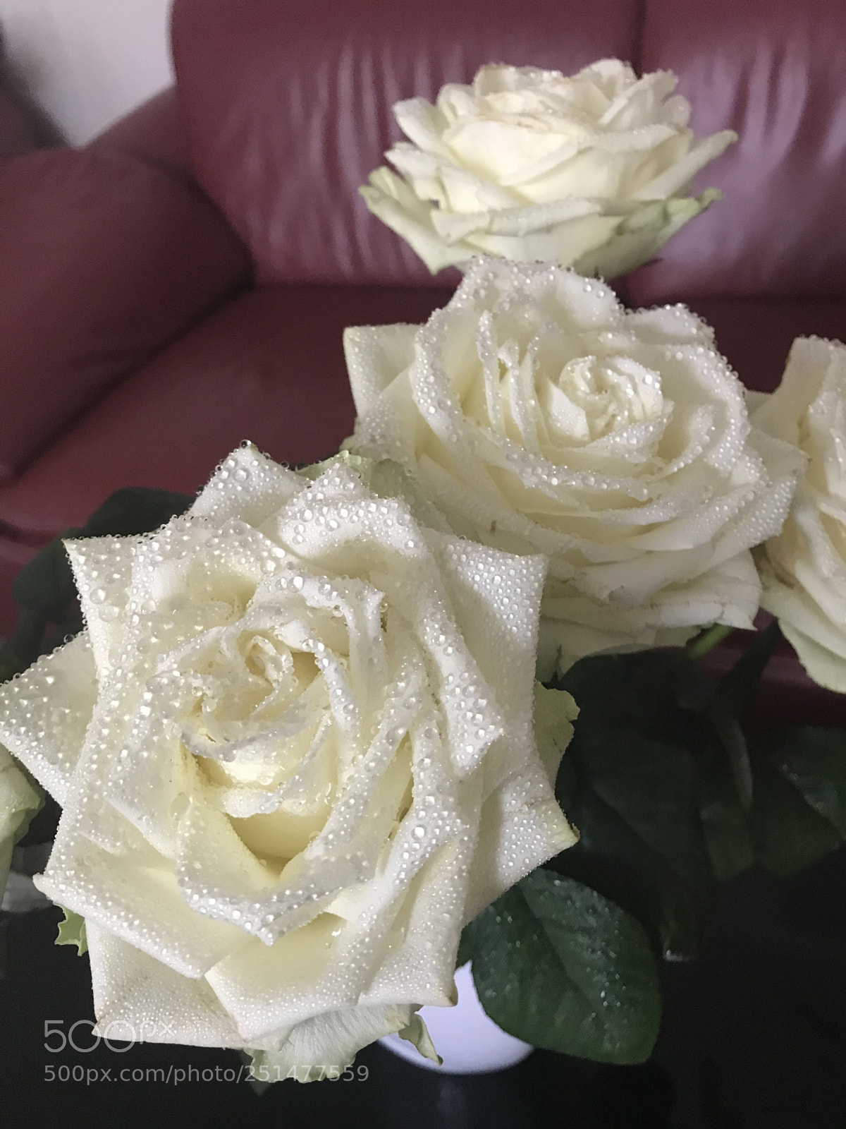 Apple iPhone 7 Plus sample photo. Untitled photography