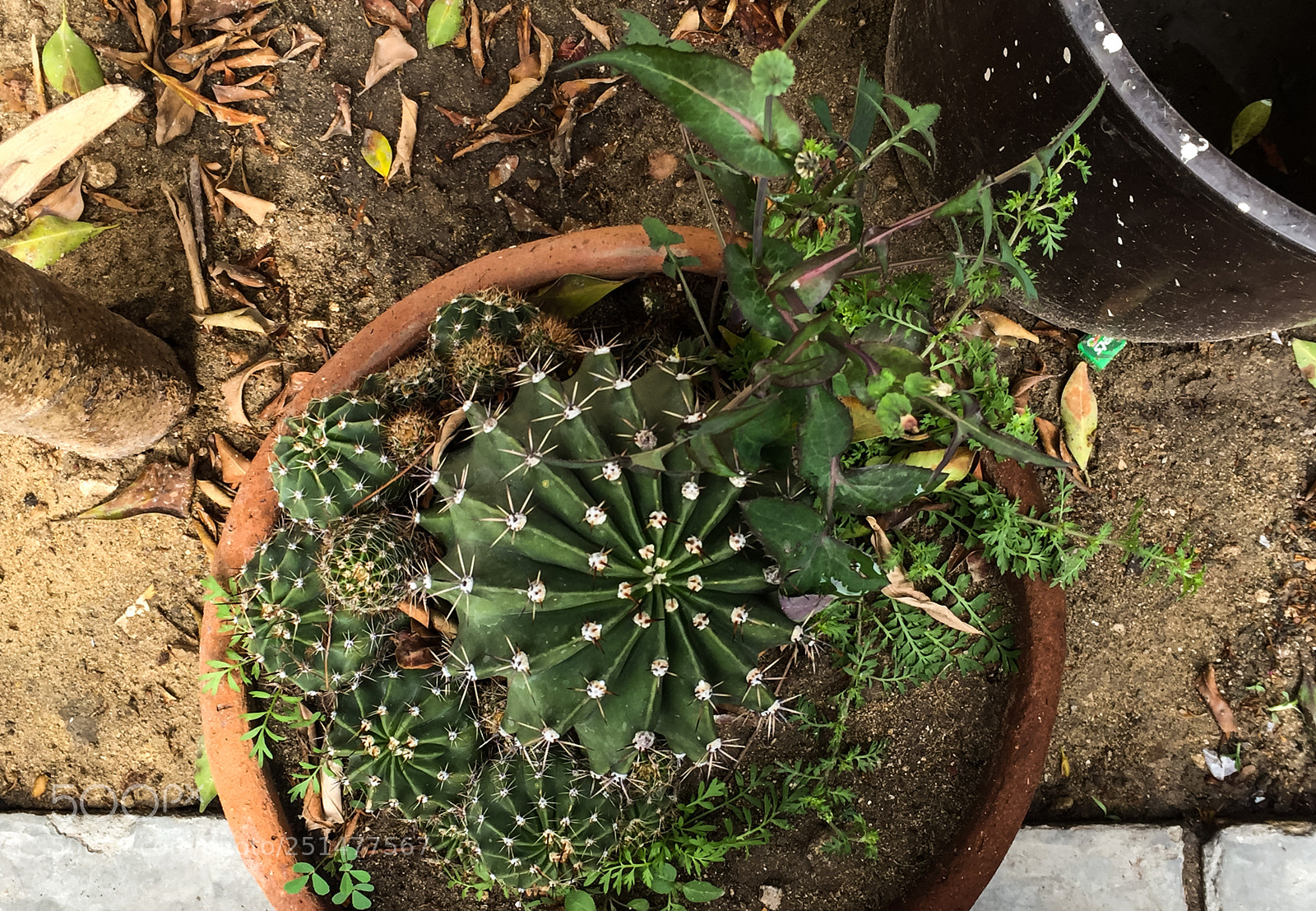 Apple iPhone 6 sample photo. #jesuit_garden photography