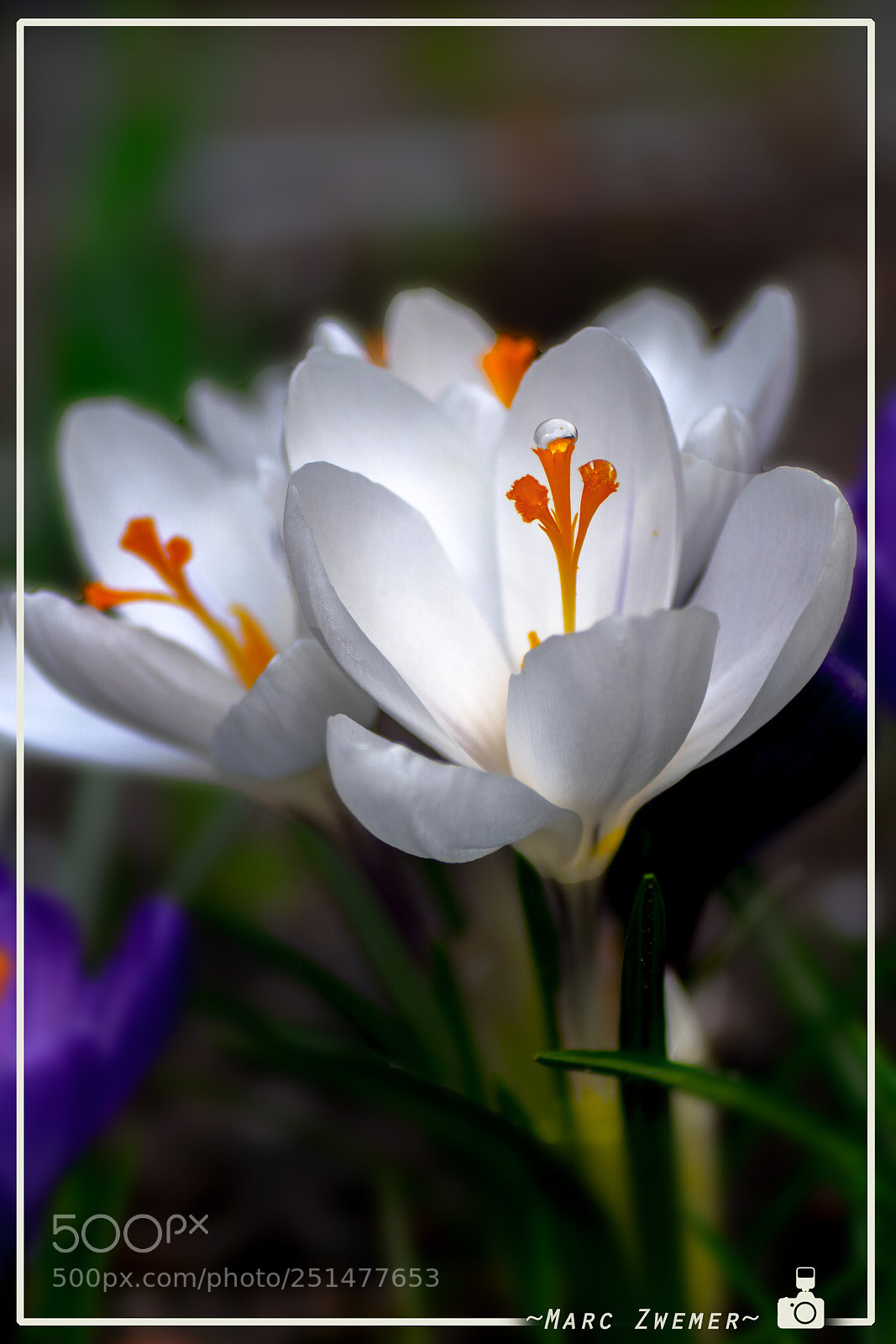 Sony ILCA-77M2 sample photo. Snow white and the photography