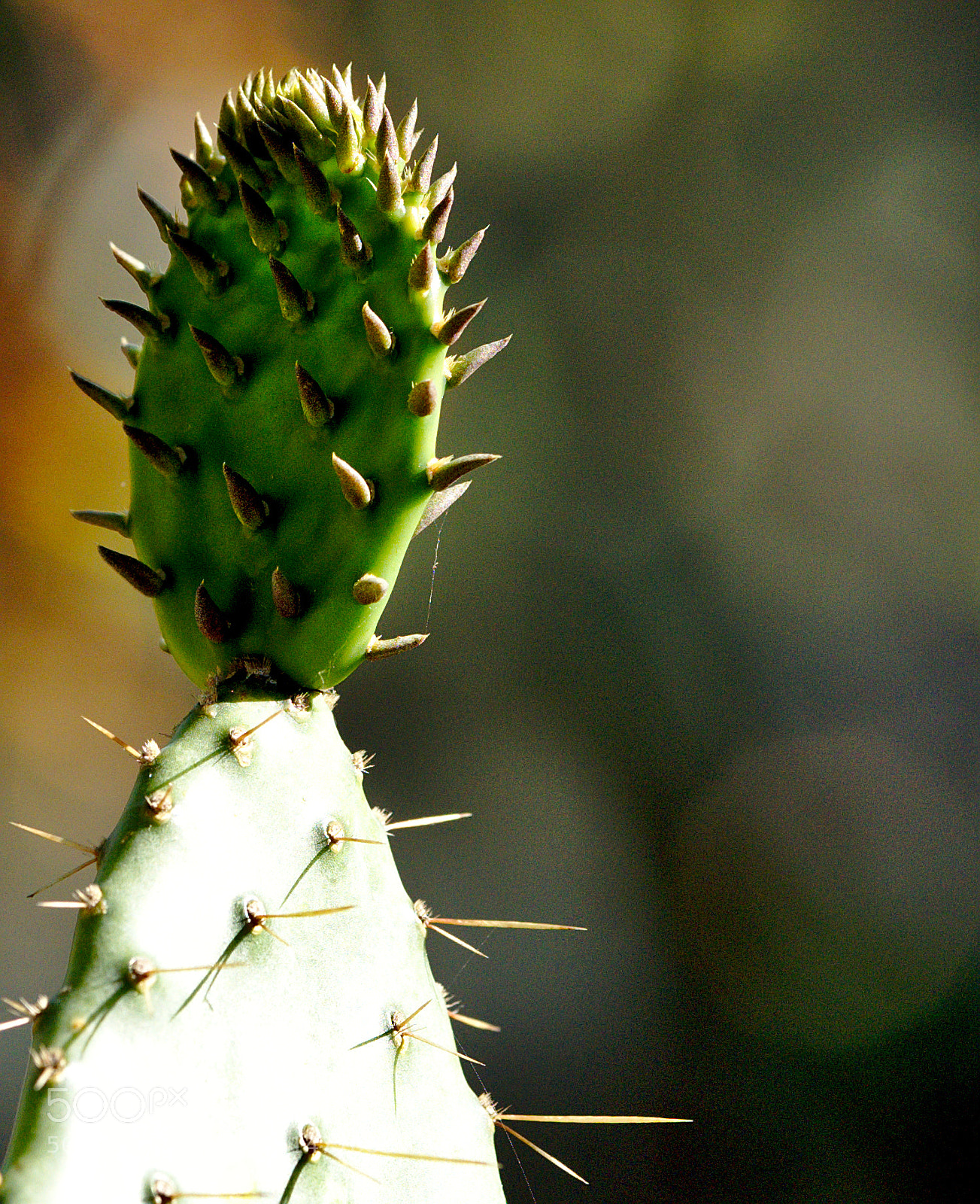 Nikon D810 sample photo. Texas prickly pear opuntia photography