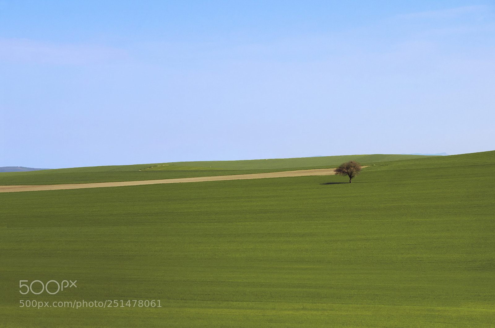 Nikon D7000 sample photo. The little tree in photography