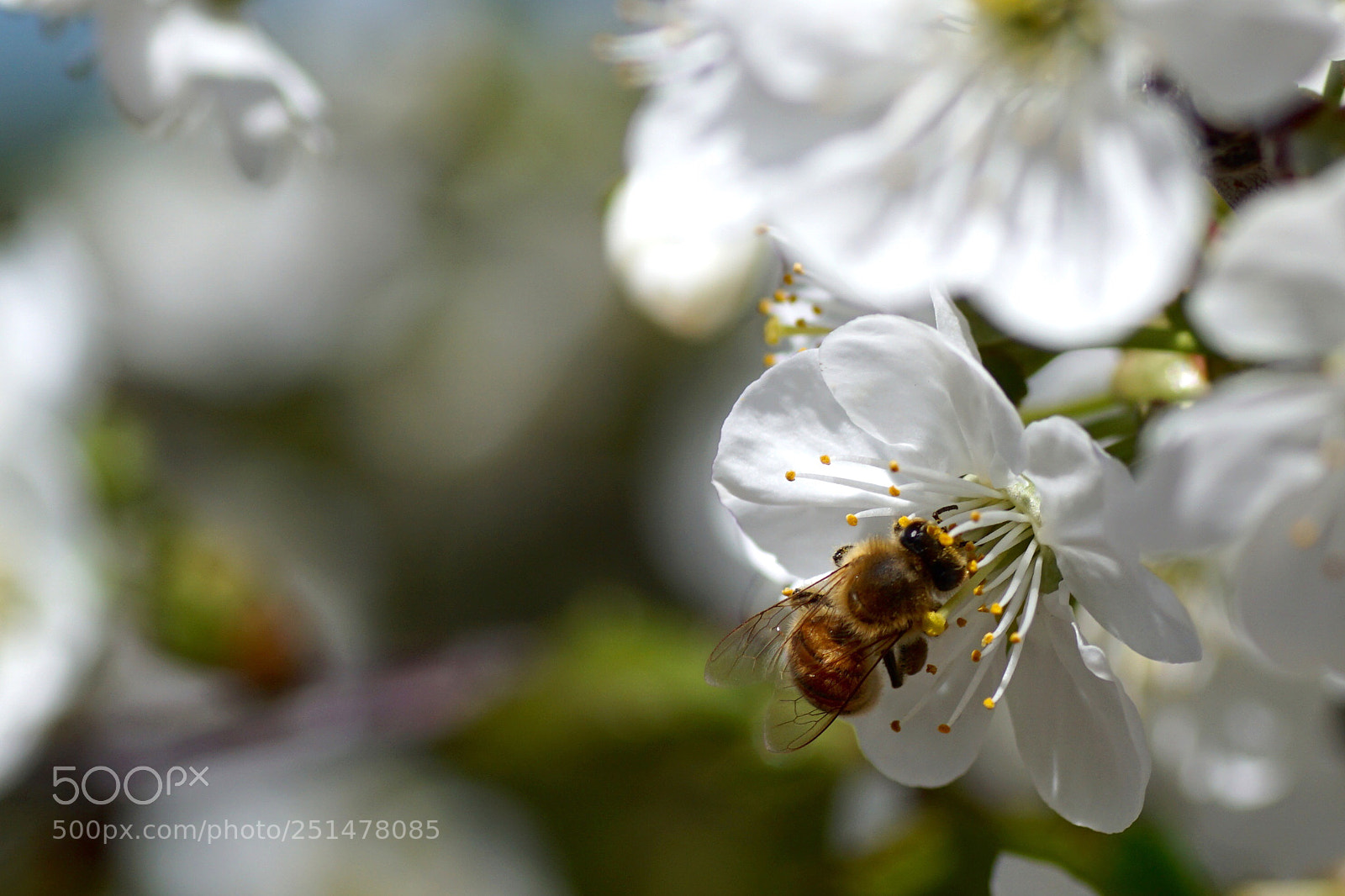 Sony a6000 sample photo. The bee photography