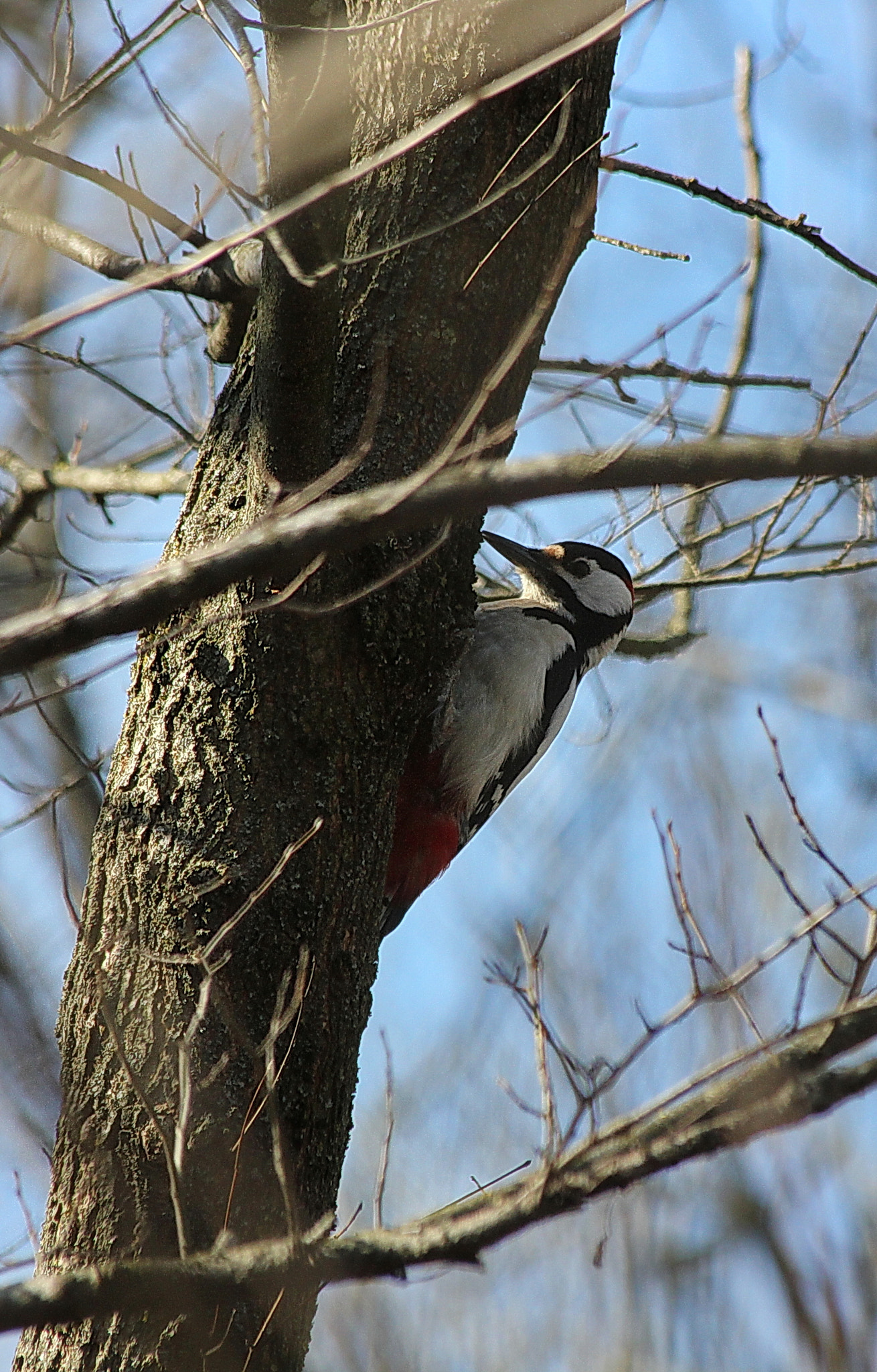 Canon EF 70-300mm F4-5.6 IS USM sample photo