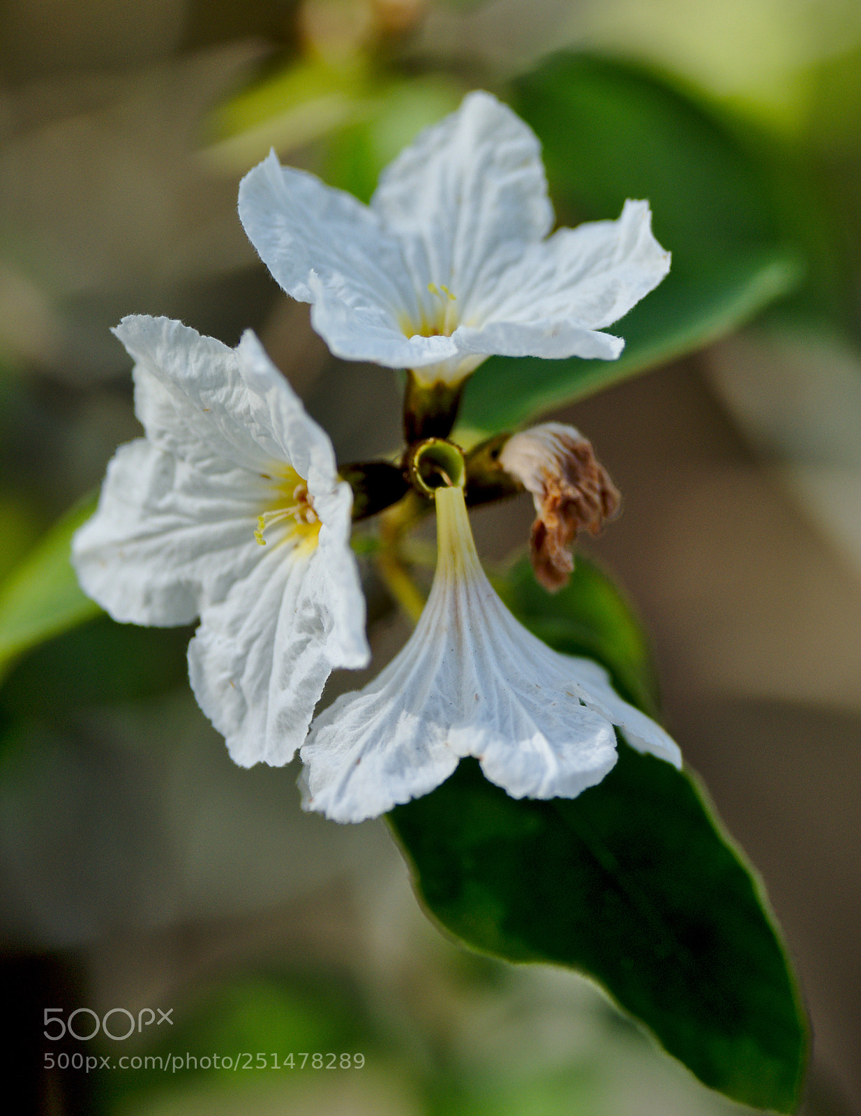Nikon D810 sample photo. Texas wild olive cordia photography