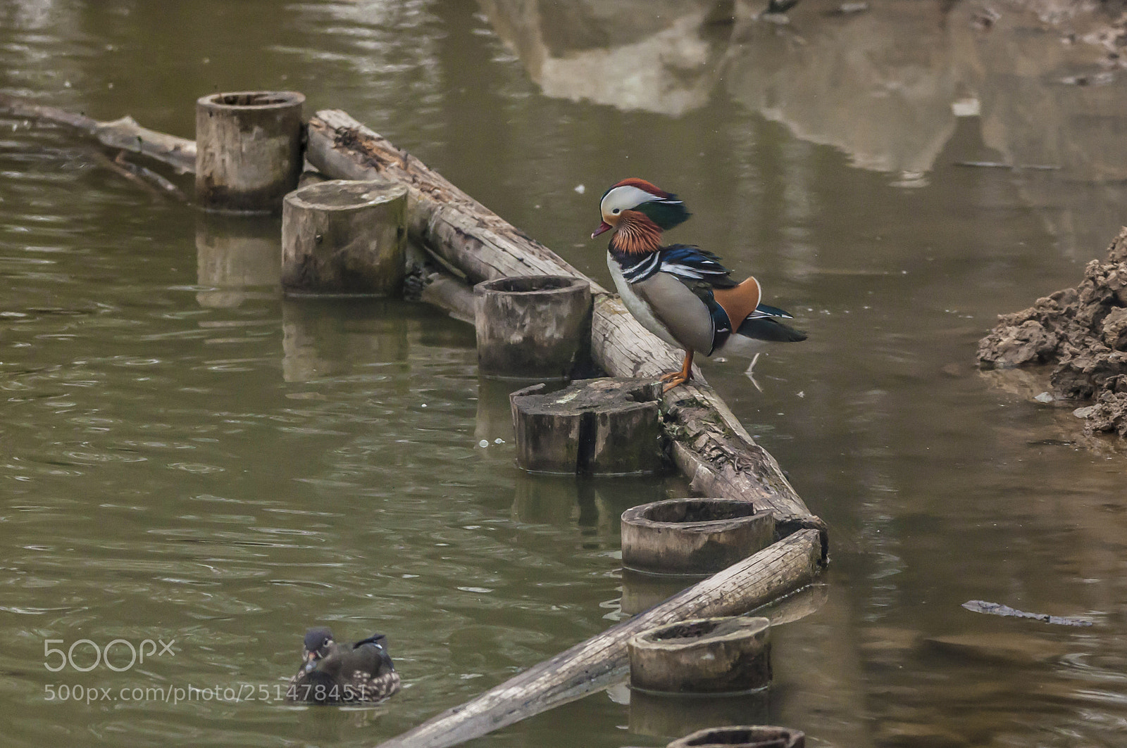 Nikon D90 sample photo. Mandarin duck (aix galericulata) photography