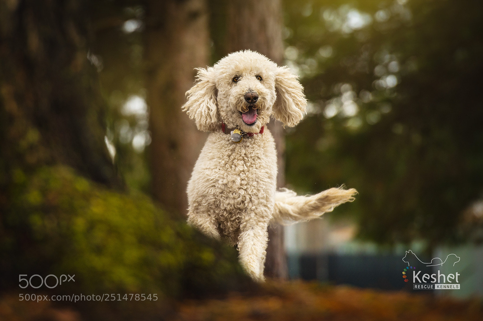 Nikon D610 sample photo. Happy in the forest photography