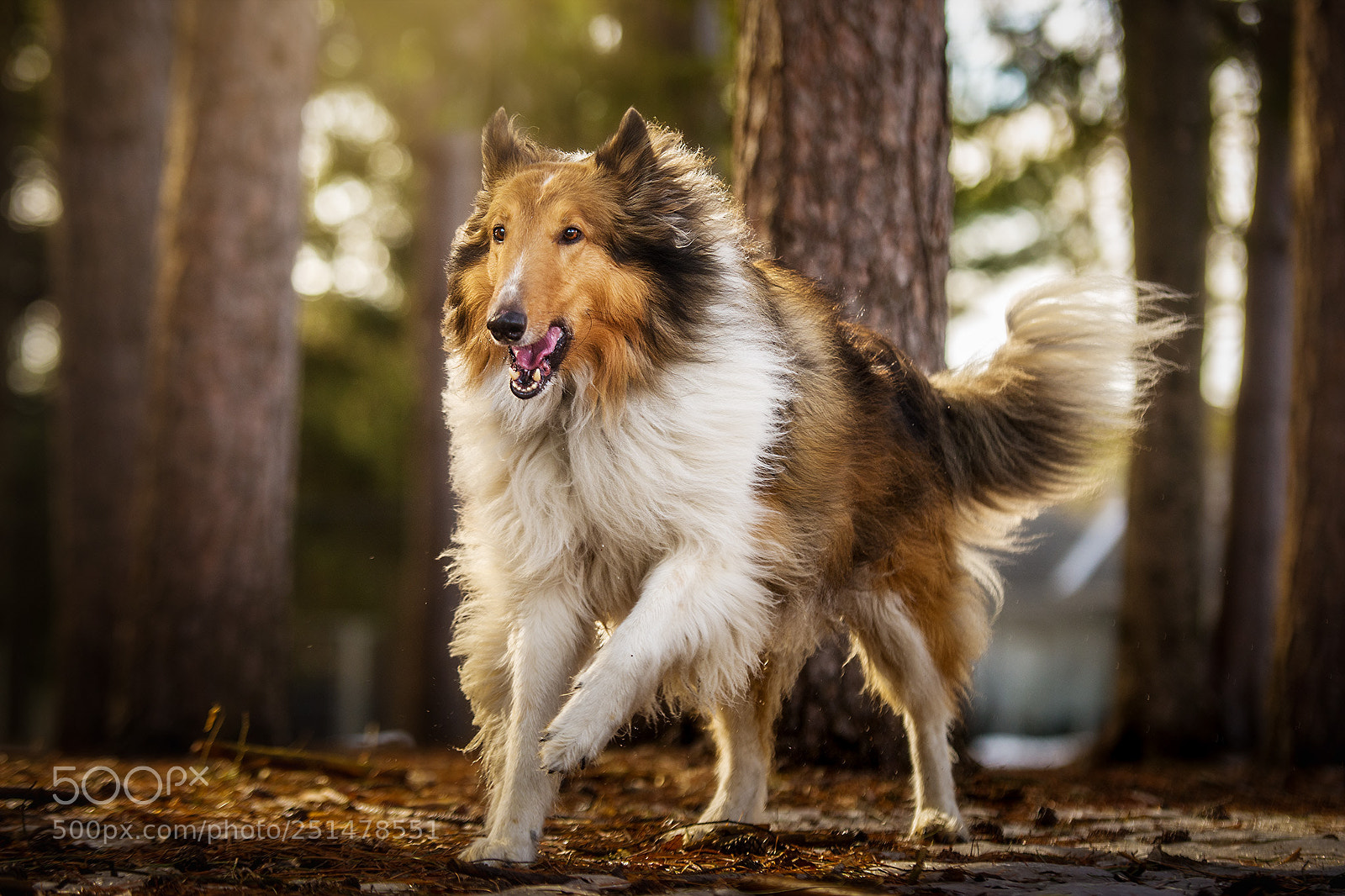 Nikon D610 sample photo. Collie trot photography
