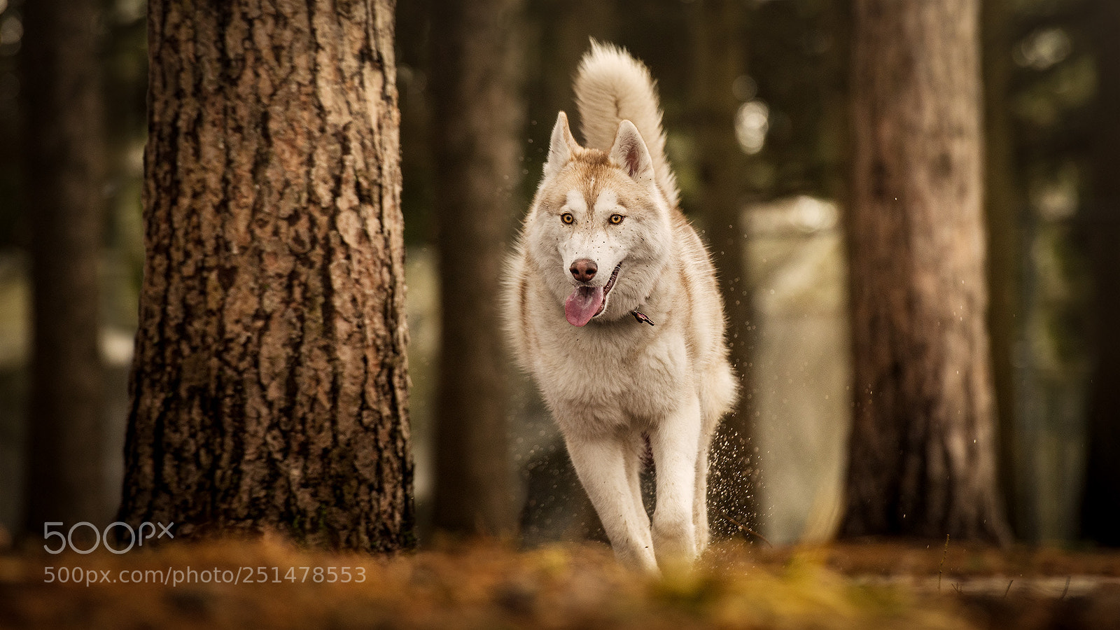 Nikon D610 sample photo. Husky among trees photography