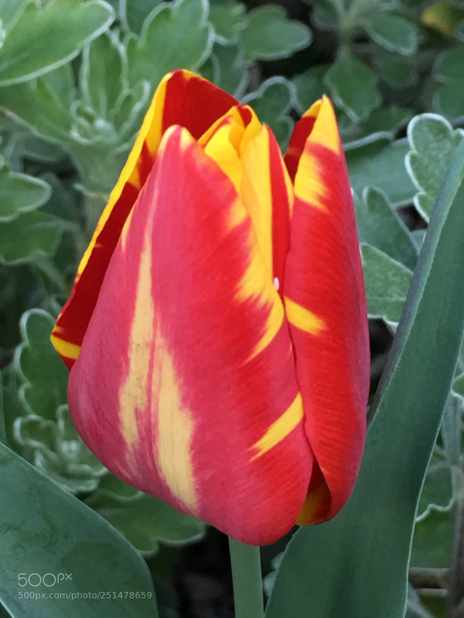 Apple iPhone 6s Plus sample photo. Spring2018 flowers photography