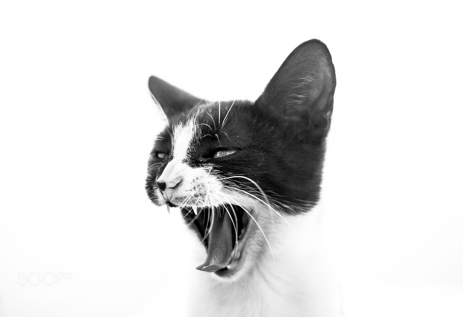 Nikon D3200 sample photo. Mal humor photography