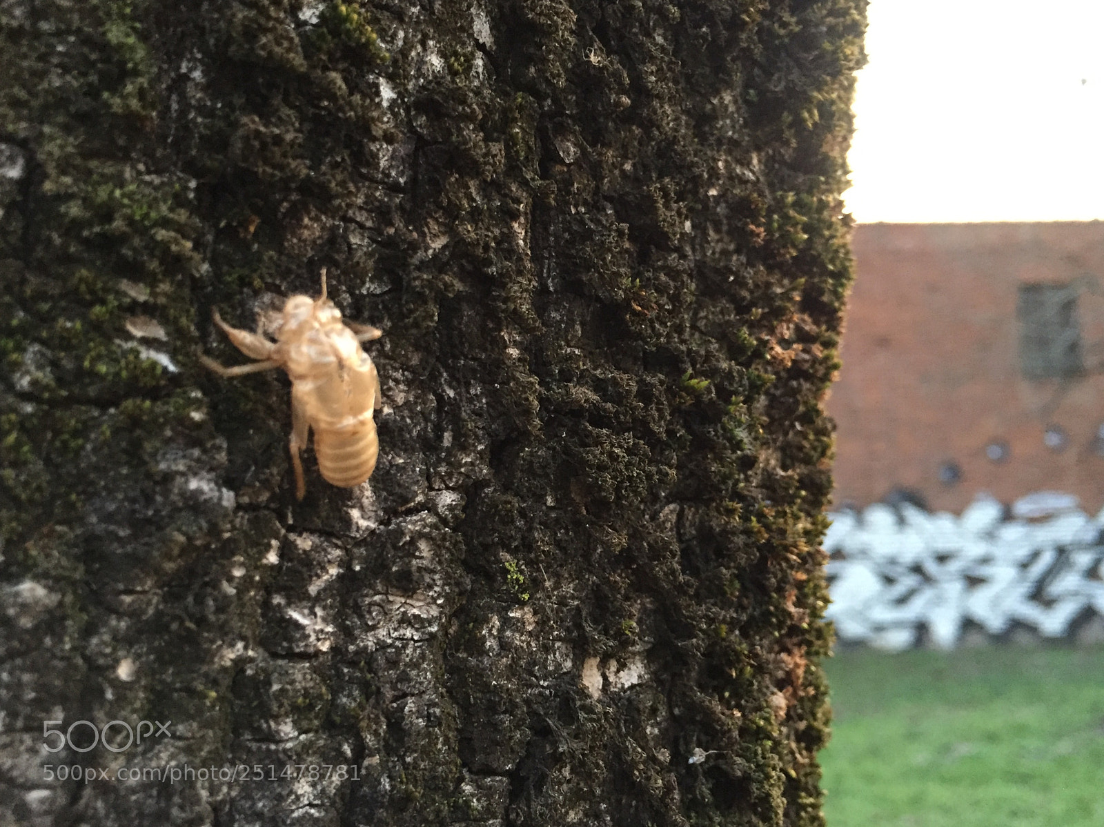 Apple iPhone 6 sample photo. Foto photography