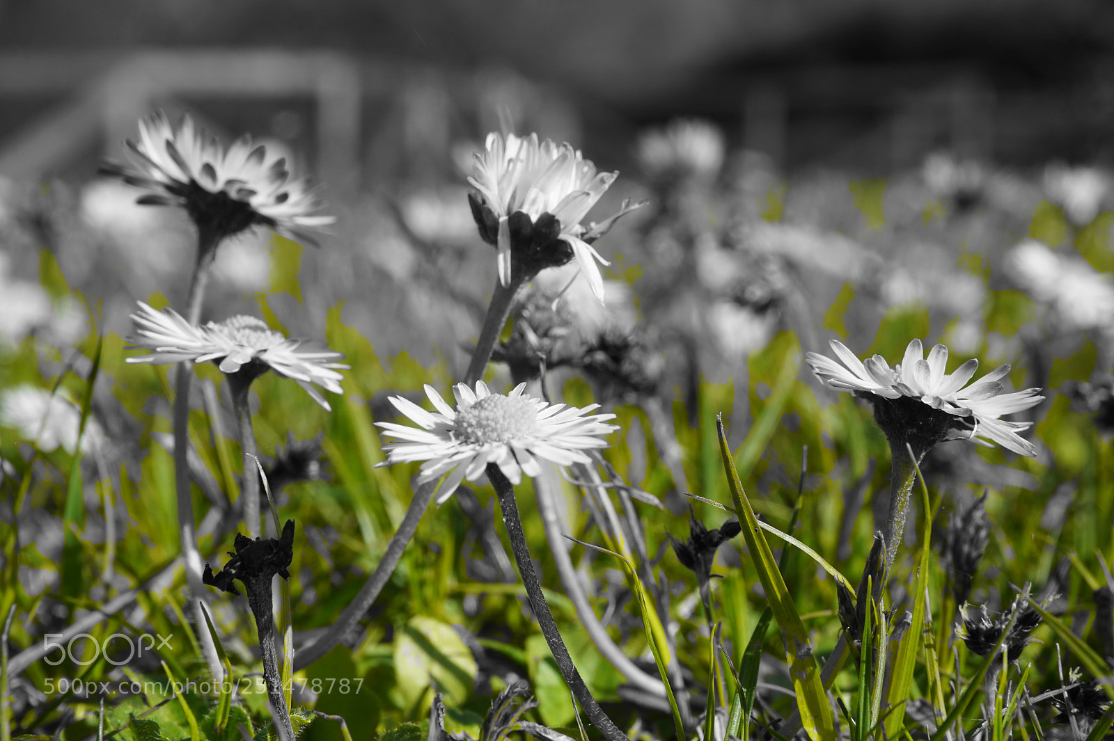 Sony Alpha a5000 (ILCE 5000) sample photo. Daisies photography