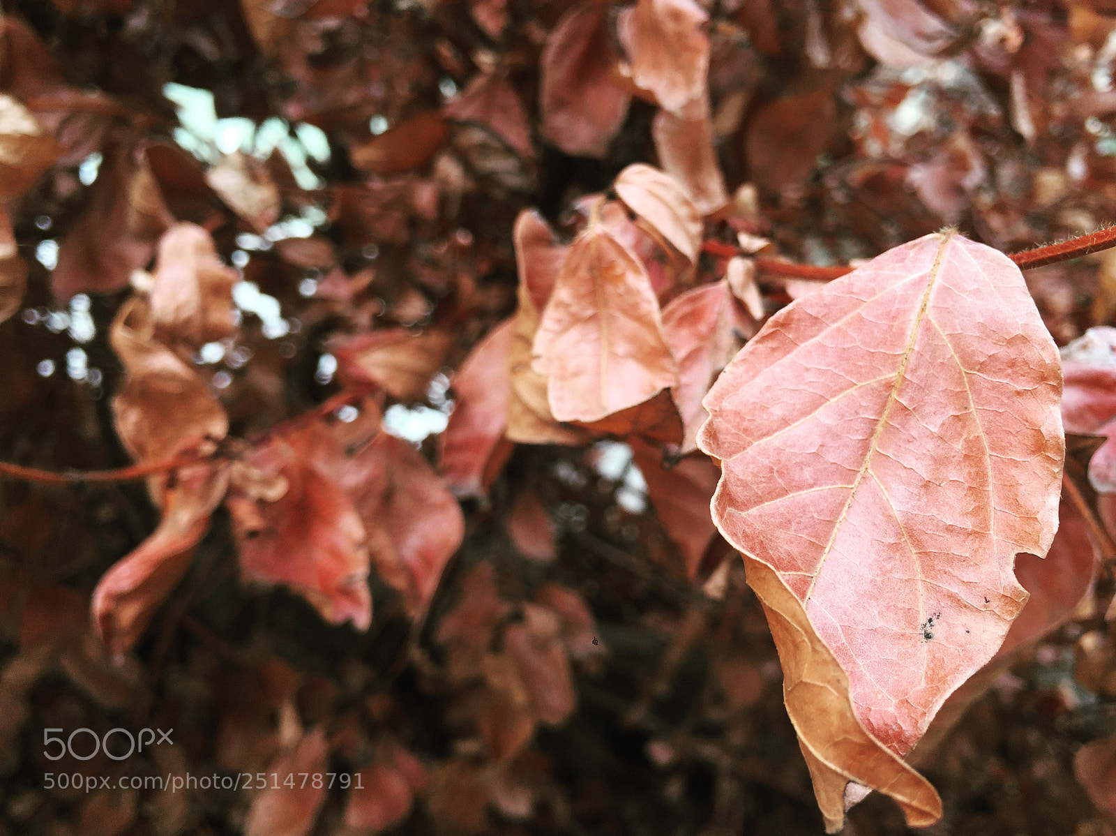 Apple iPhone 6 sample photo. Foto photography