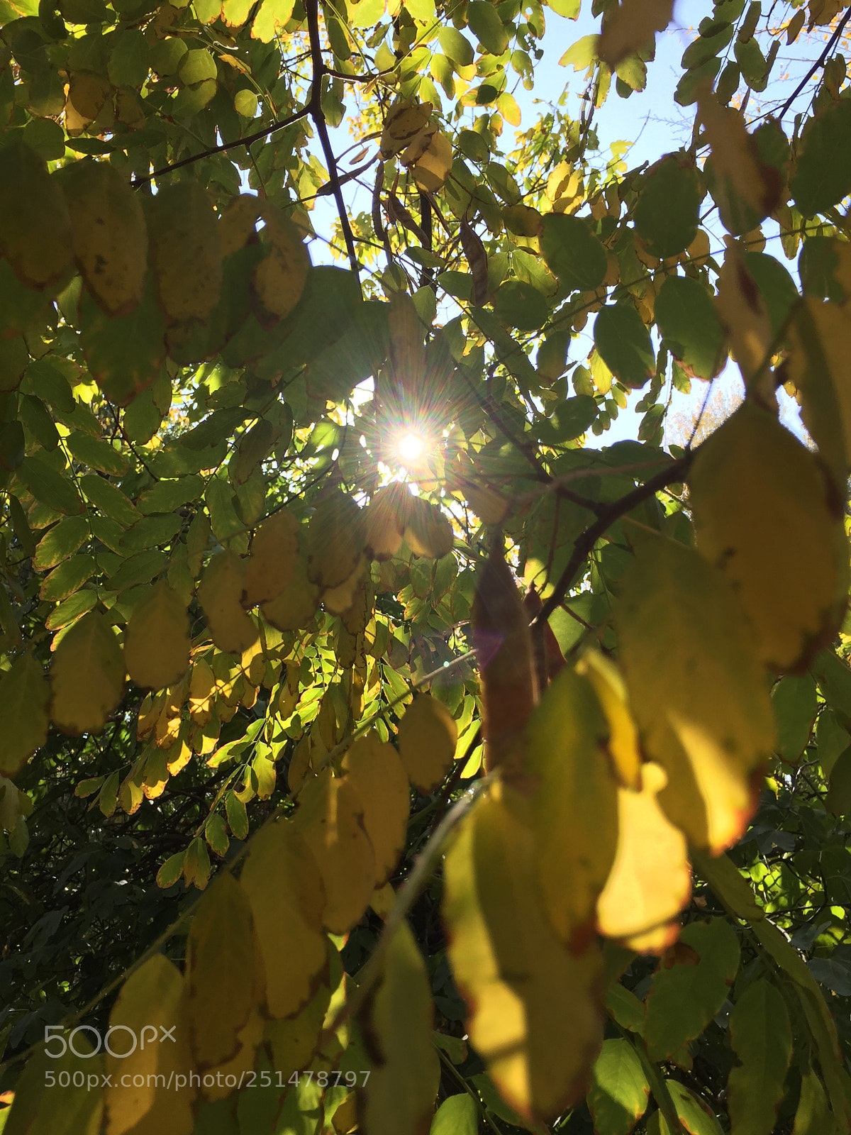 Apple iPhone 6 sample photo. Foto photography