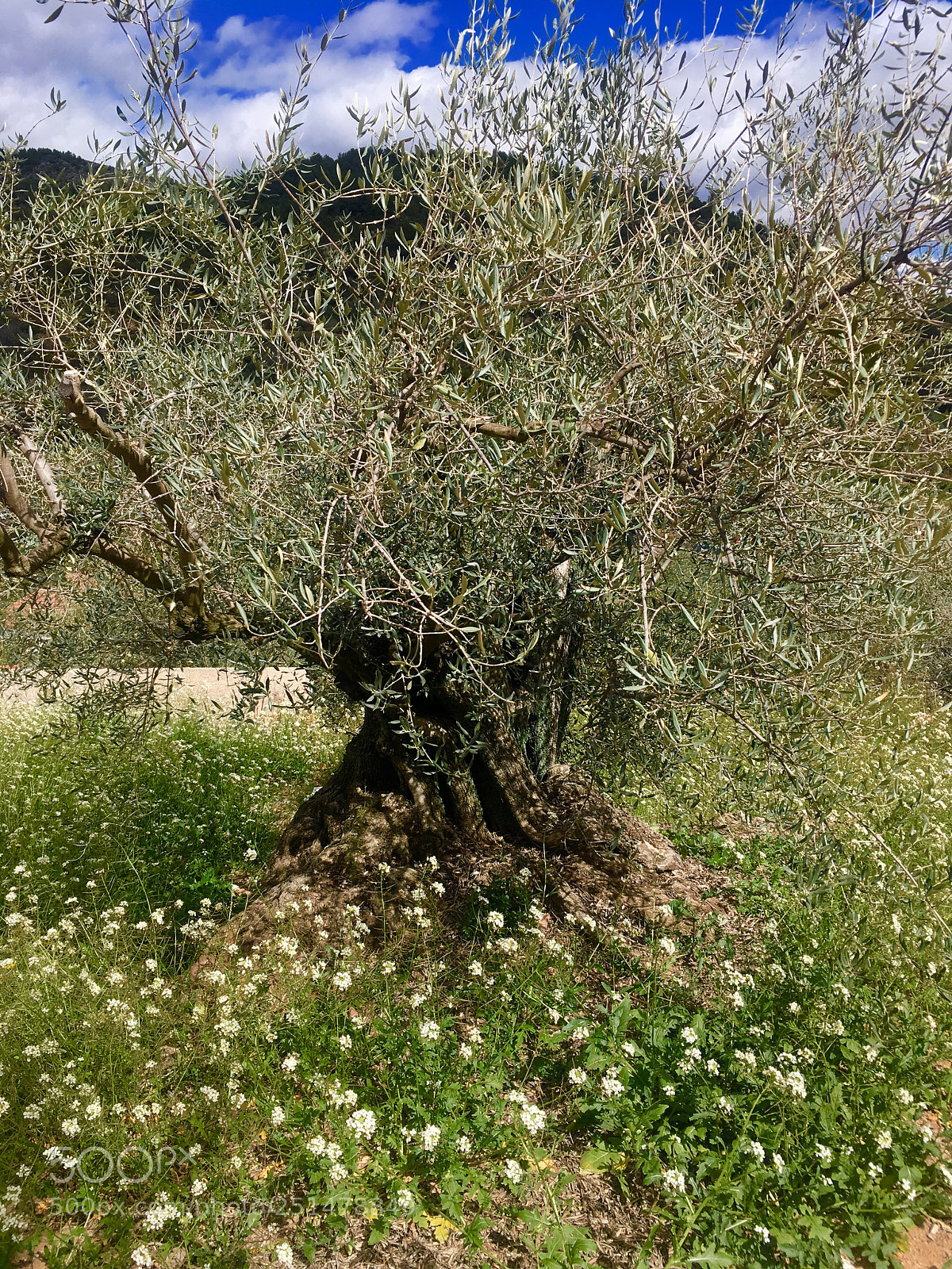 Apple iPhone SE sample photo. Untitled photography