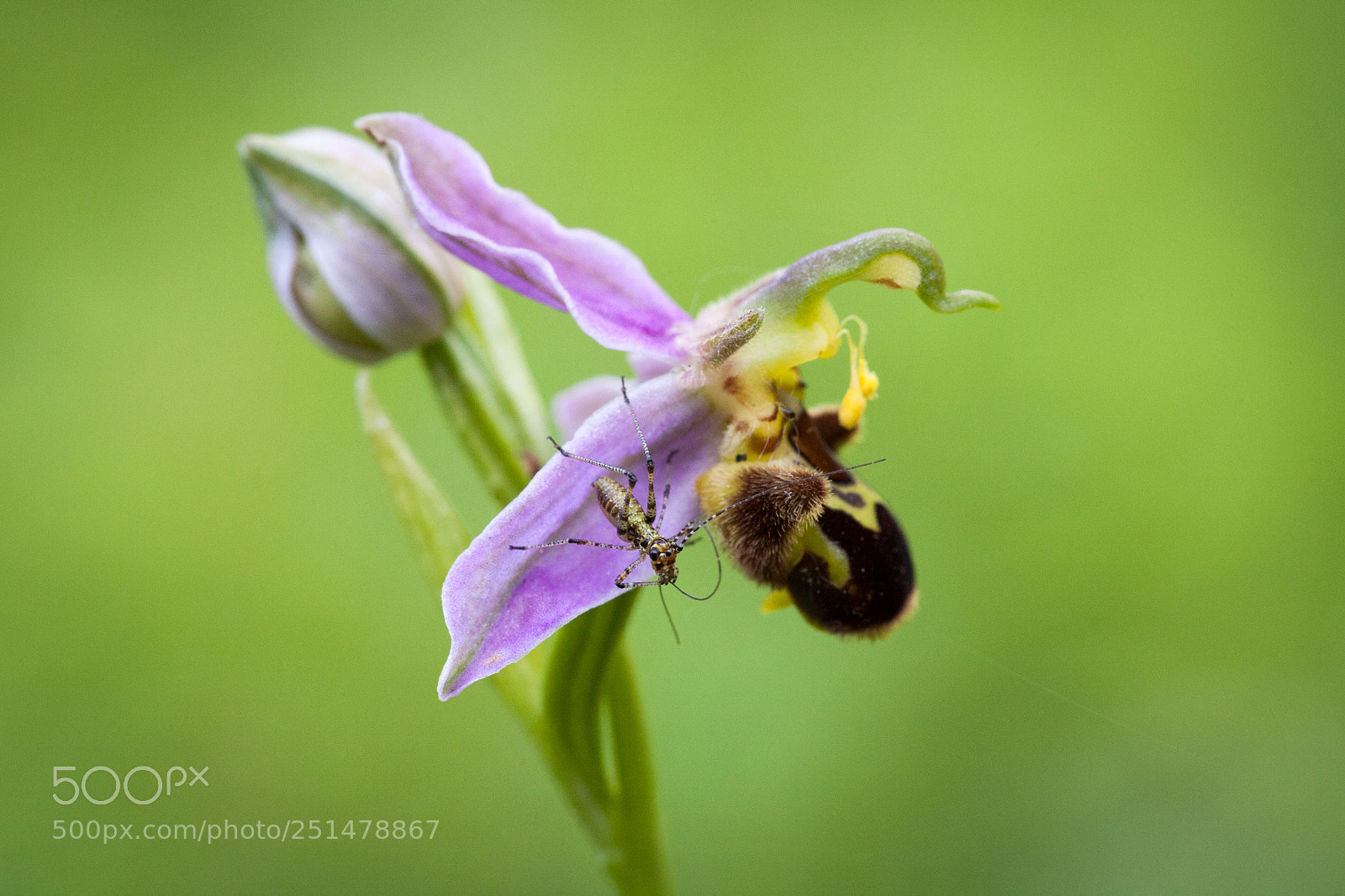 Canon EOS 5D sample photo. Ophrys abeille. ophrys apifera photography