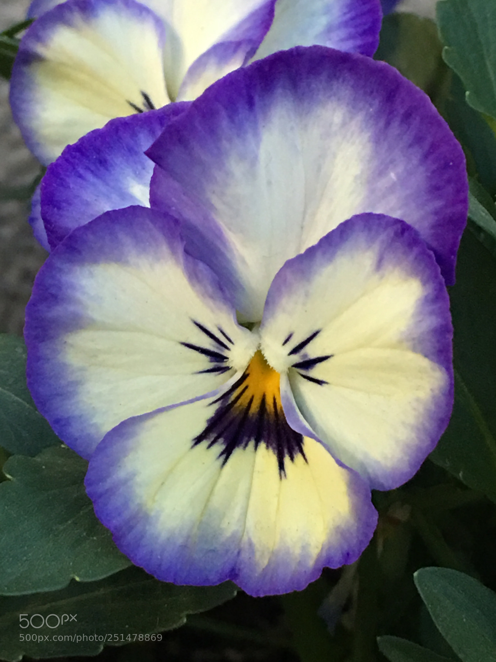 Apple iPhone 6s Plus sample photo. Spring2018 flowers photography