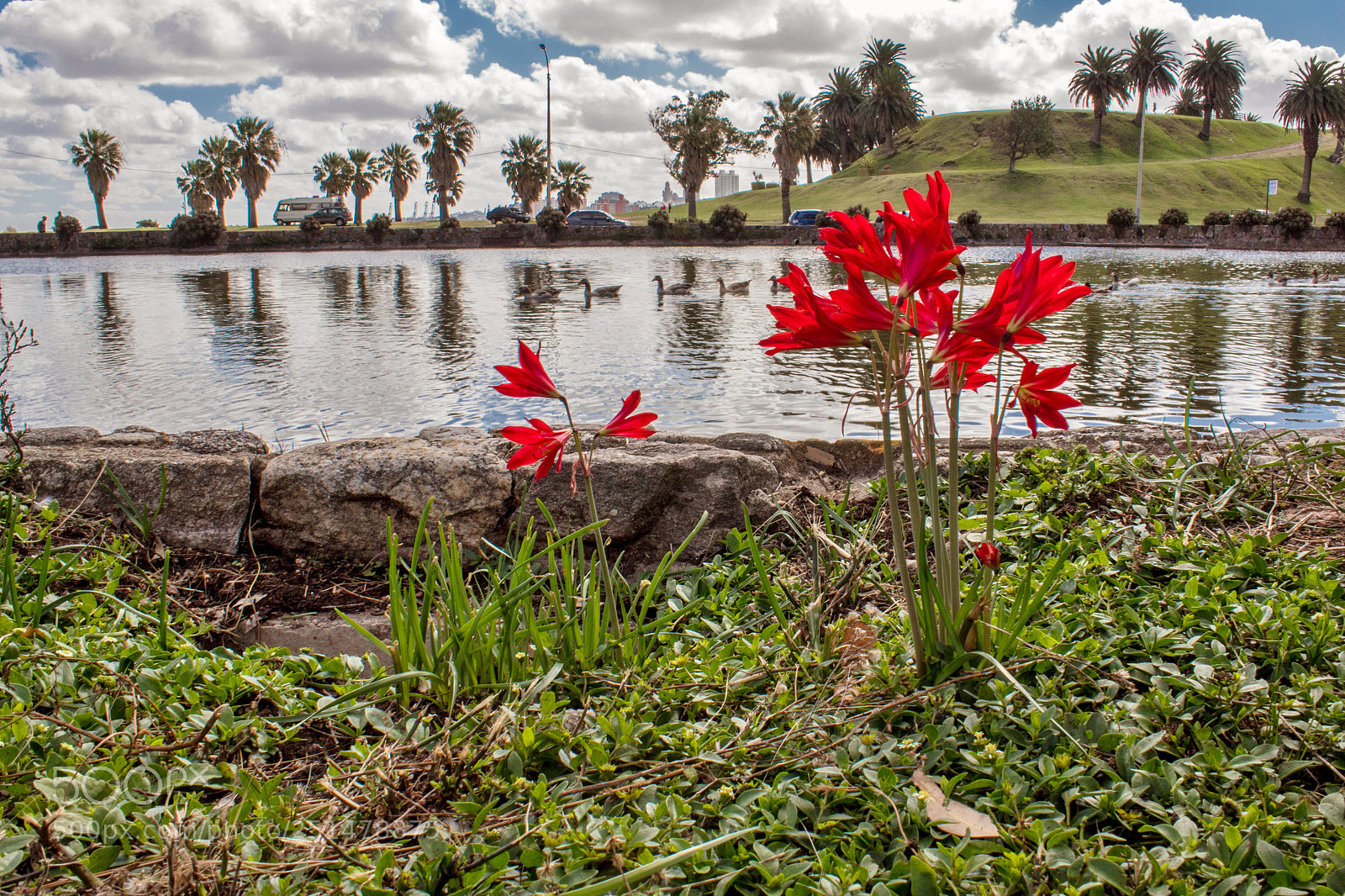 Canon EOS 1300D (EOS Rebel T6 / EOS Kiss X80) sample photo. Lago del parque photography