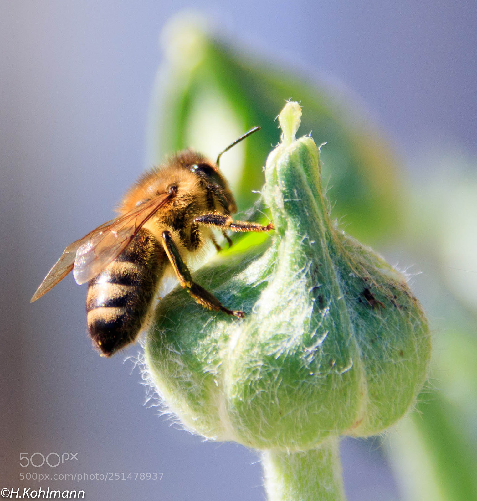 Canon EOS 80D sample photo. Honey photography