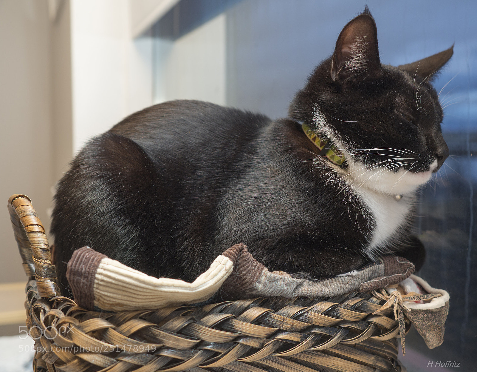 Olympus OM-D E-M10 sample photo. Cat to sleep photography
