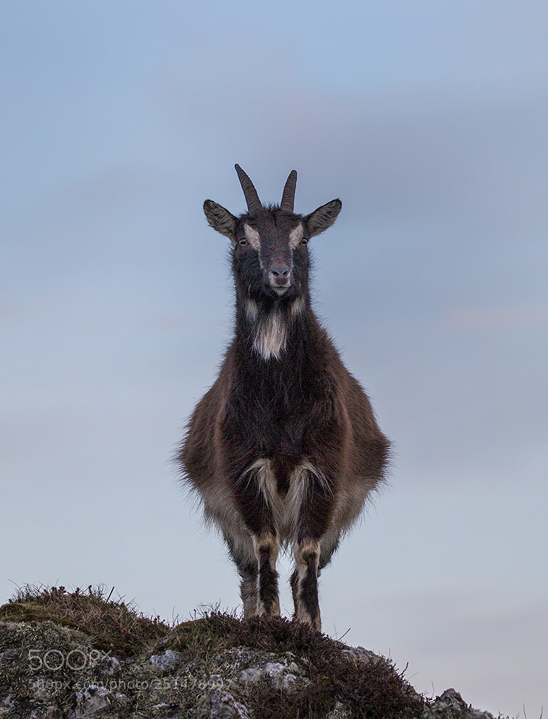 Canon EOS 70D sample photo. Islay feral goat photography