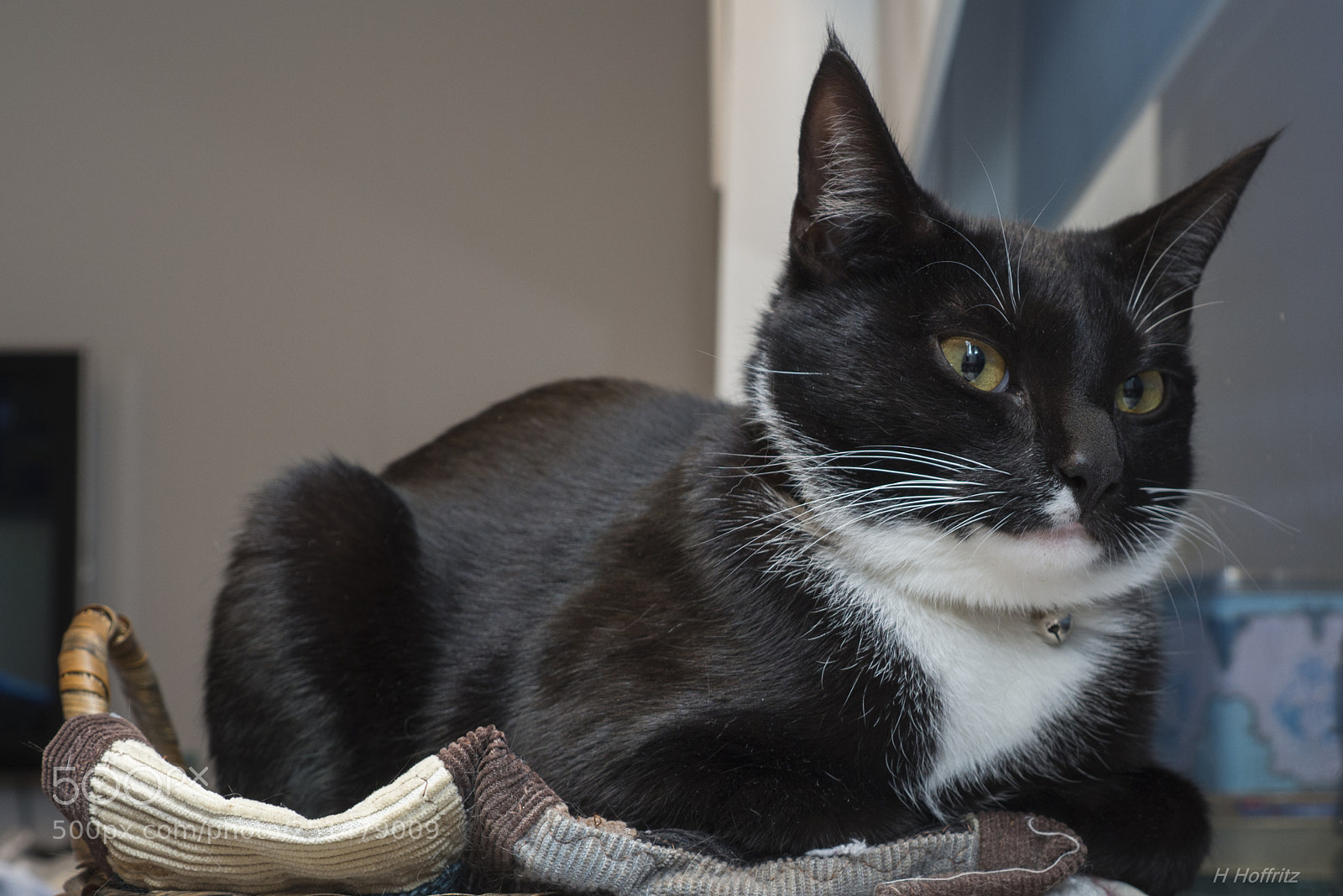 Olympus OM-D E-M10 sample photo. Cat photography