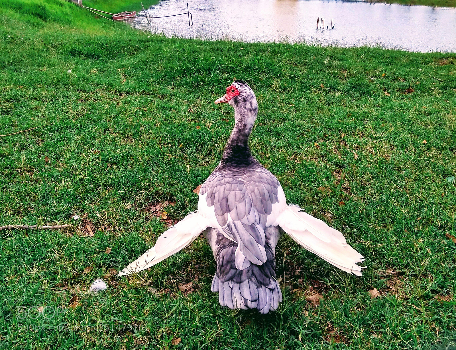 Motorola Moto G (5S) Plus sample photo. Duck photography