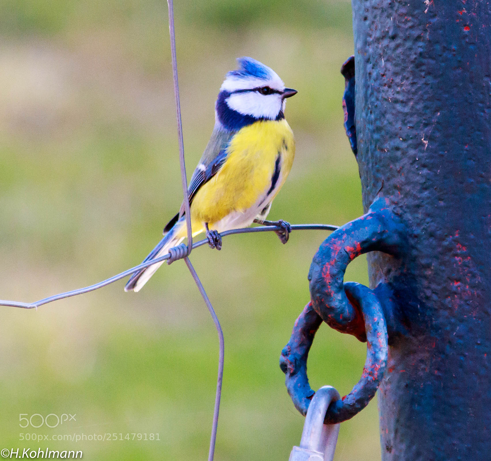 Canon EOS 80D sample photo. Bluetit photography