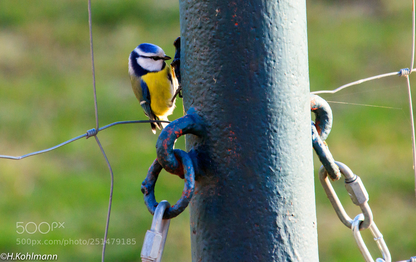 Canon EOS 80D sample photo. Bluetit photography