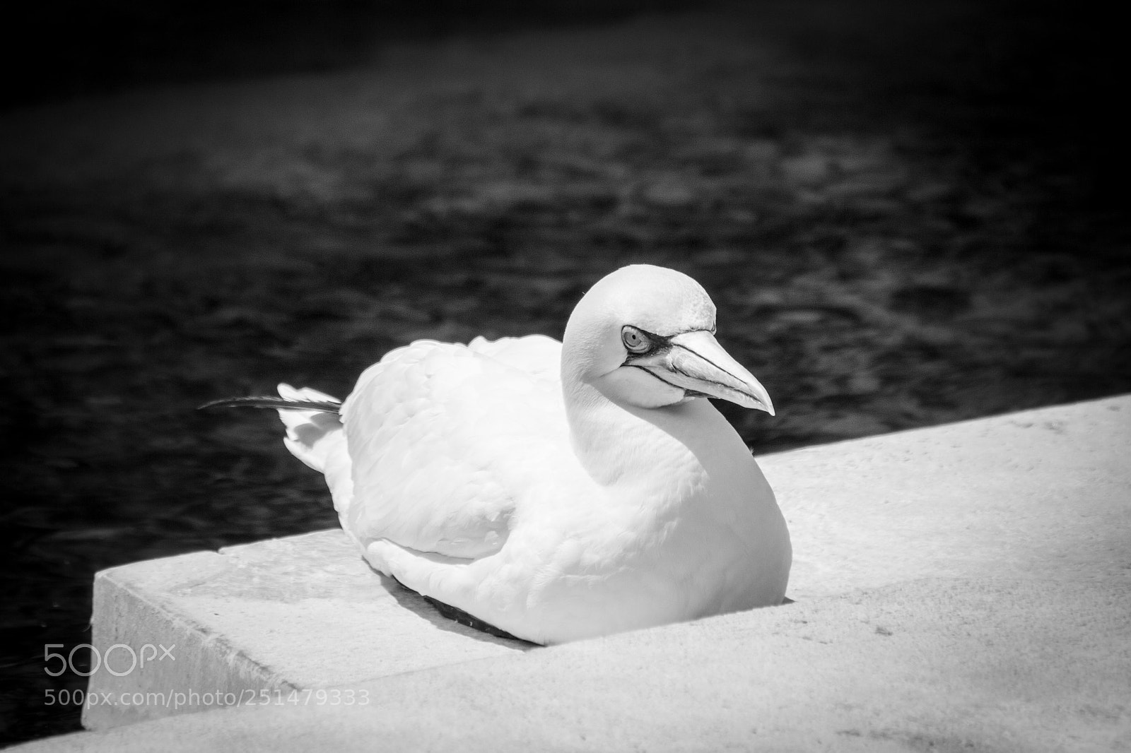 Canon EOS 60D sample photo. White bird photography