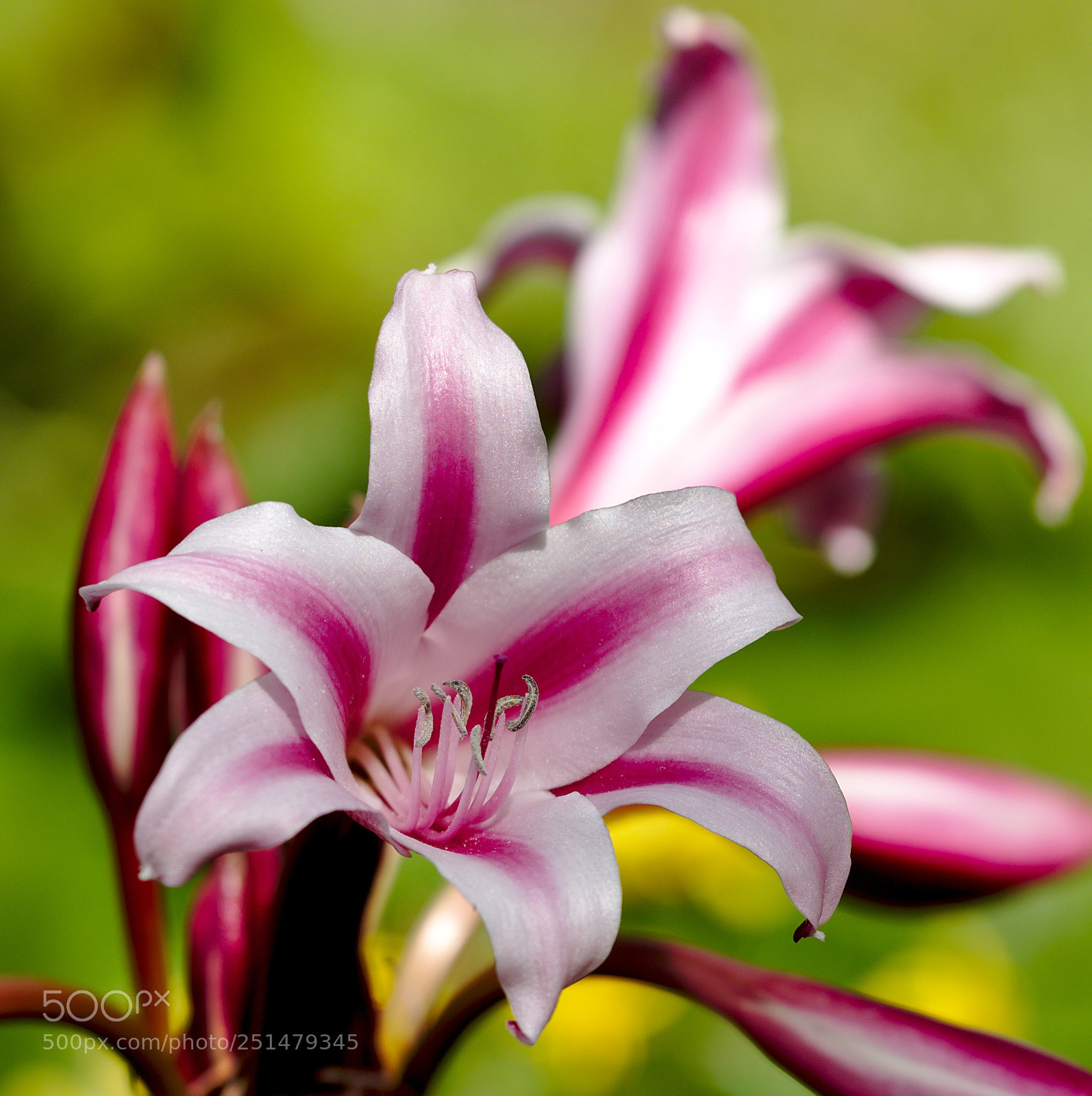 Nikon D810 sample photo. A hybrid crinum photography