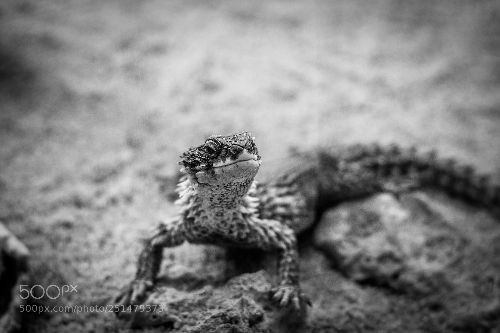 Canon EOS 60D sample photo. Little dragon photography