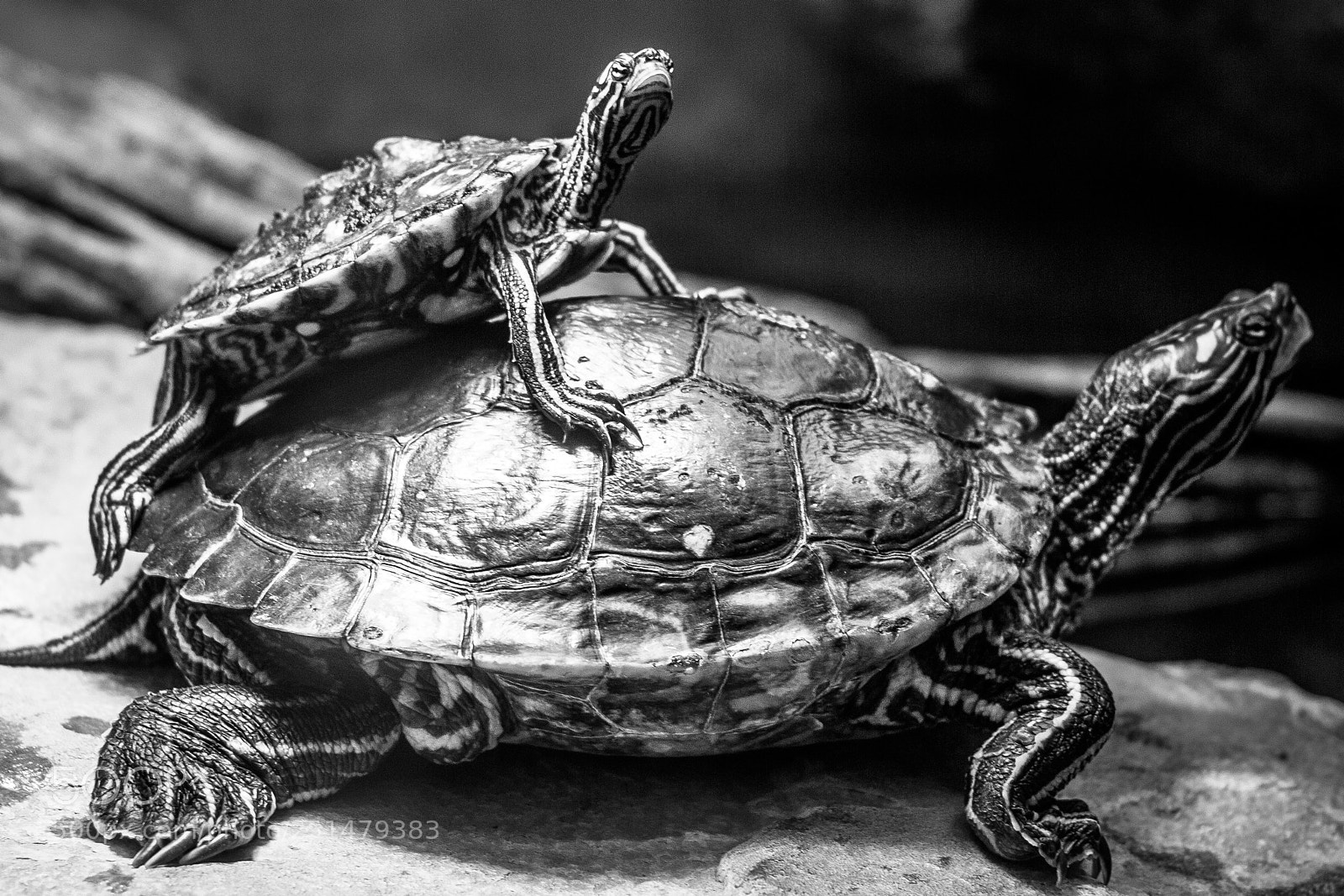 Canon EOS 60D sample photo. Turtleback ride photography