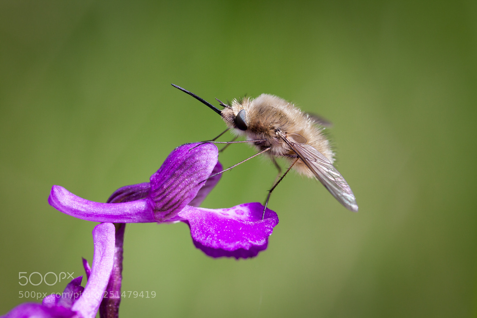 Canon EOS 5D Mark II sample photo. Anacamptis morio and bombylius photography