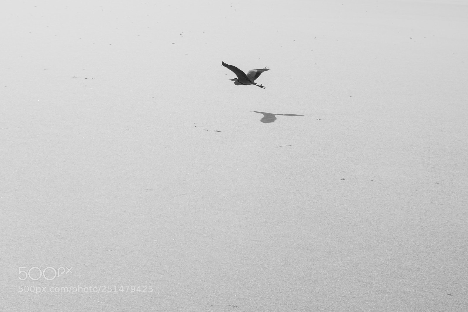 Fujifilm X-T2 sample photo. Flying photography