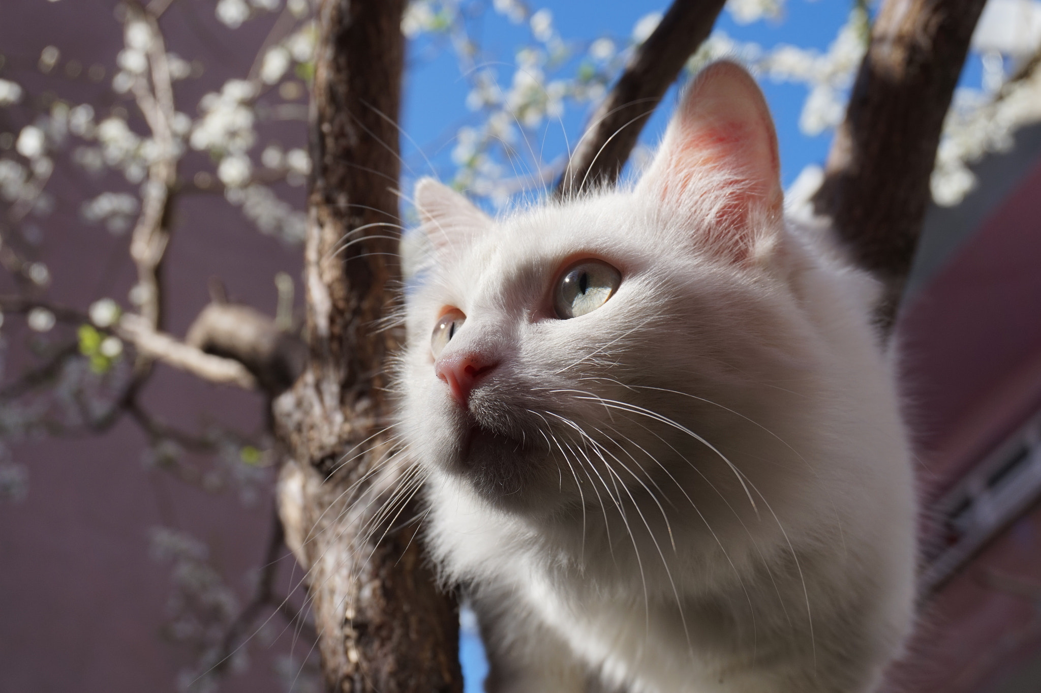 Sony Alpha a5000 (ILCE 5000) + Sony E 18-50mm F4-5.6 sample photo. Cute cat İnci 😻 photography