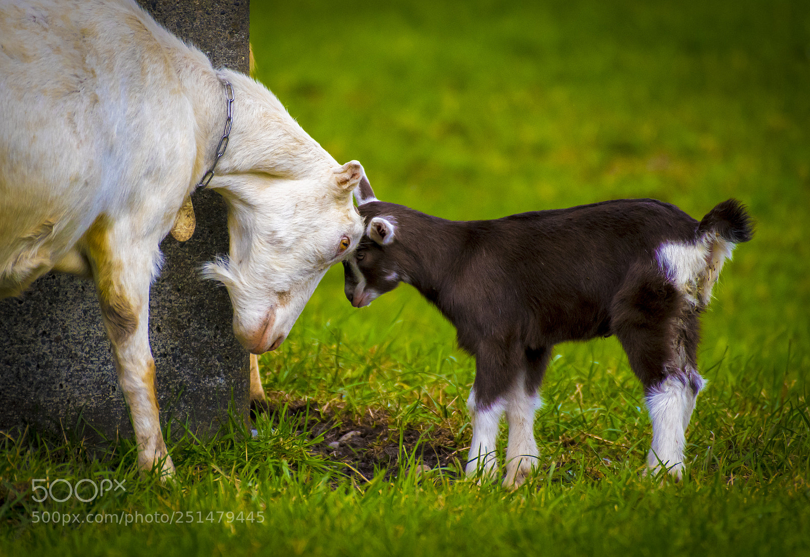 Nikon D850 sample photo. Baby goat photography