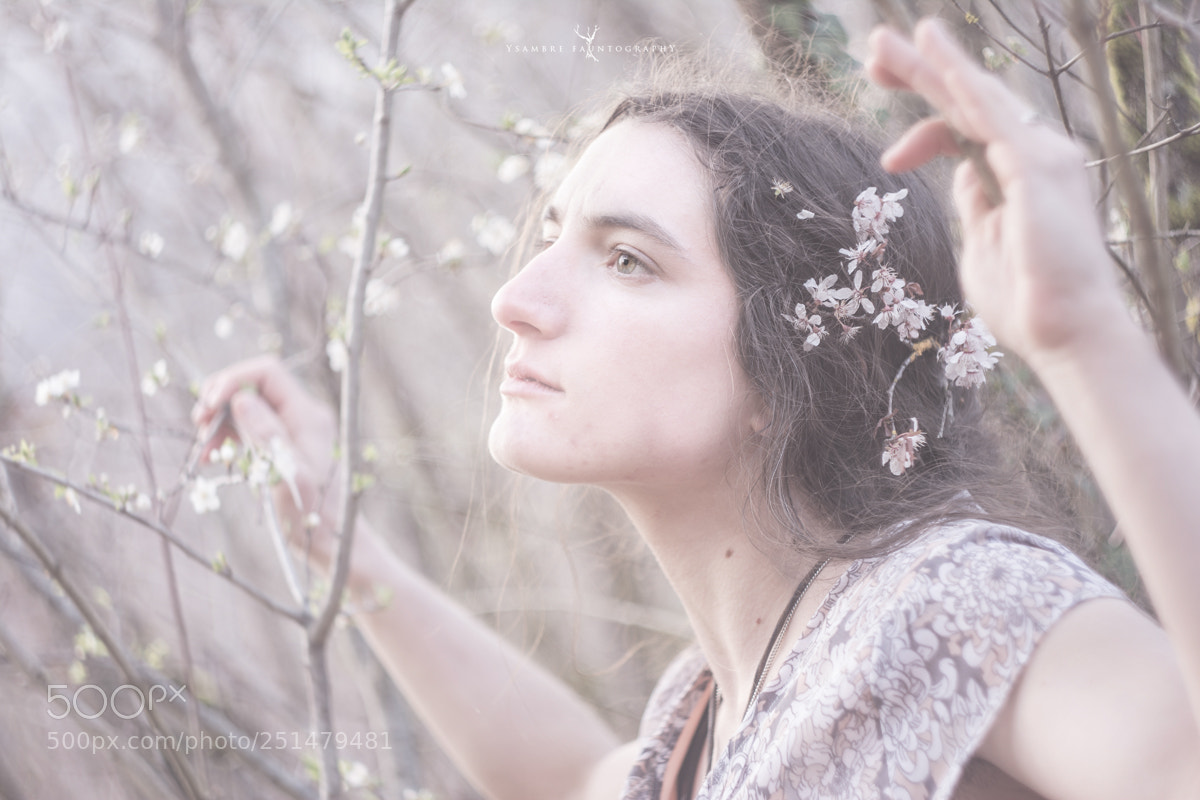 Nikon D7100 sample photo. Prunus photography