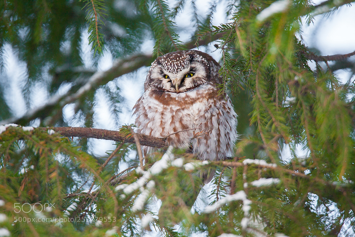 Canon EOS 5D Mark II sample photo. Boreal owl photography