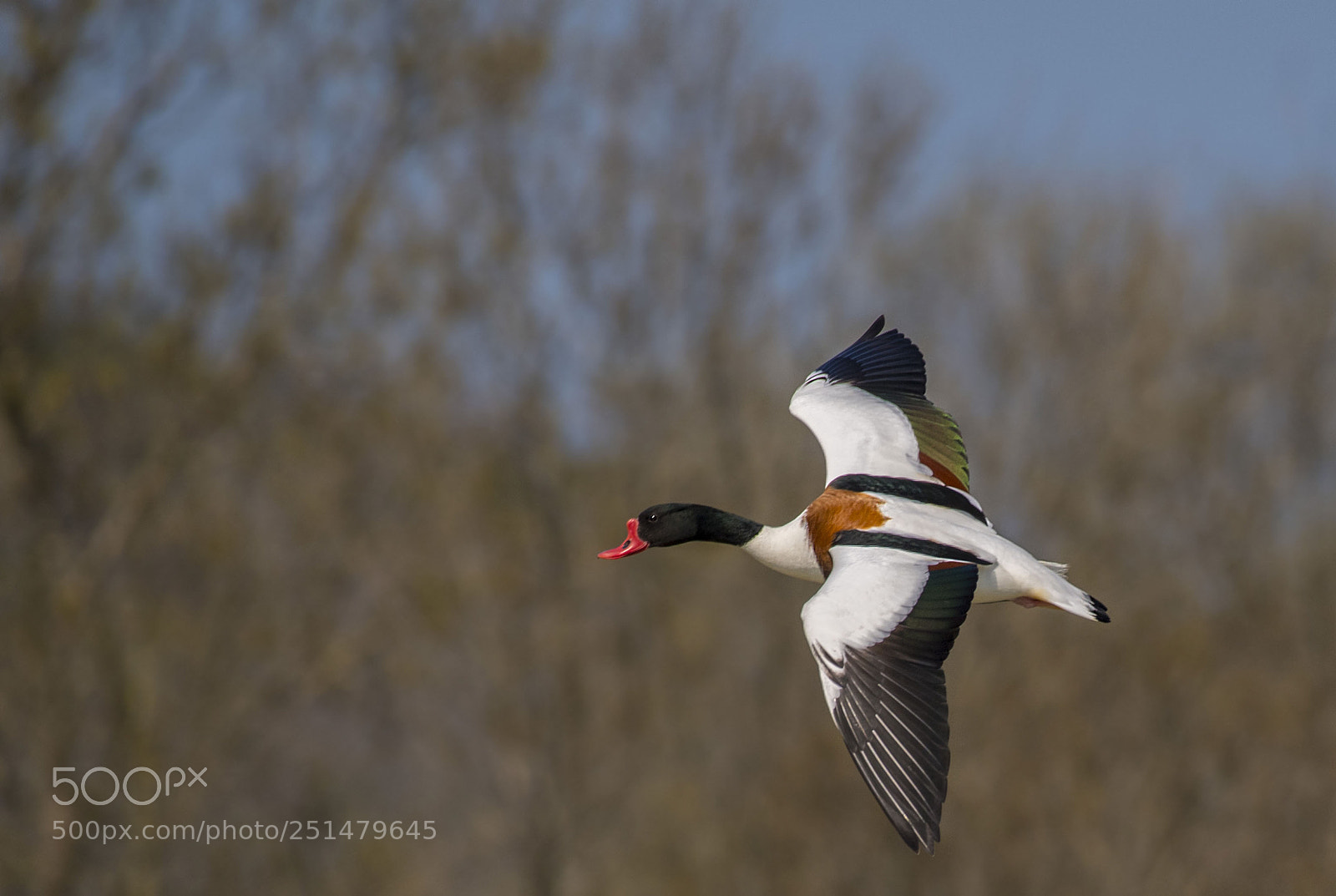 Nikon D5 sample photo. Approaching to land photography