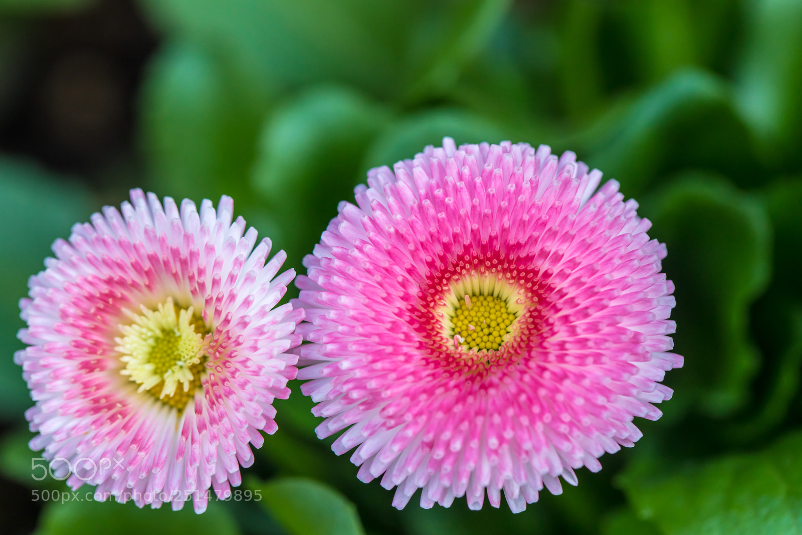 Canon EOS 5D Mark IV sample photo. Pink & green photography